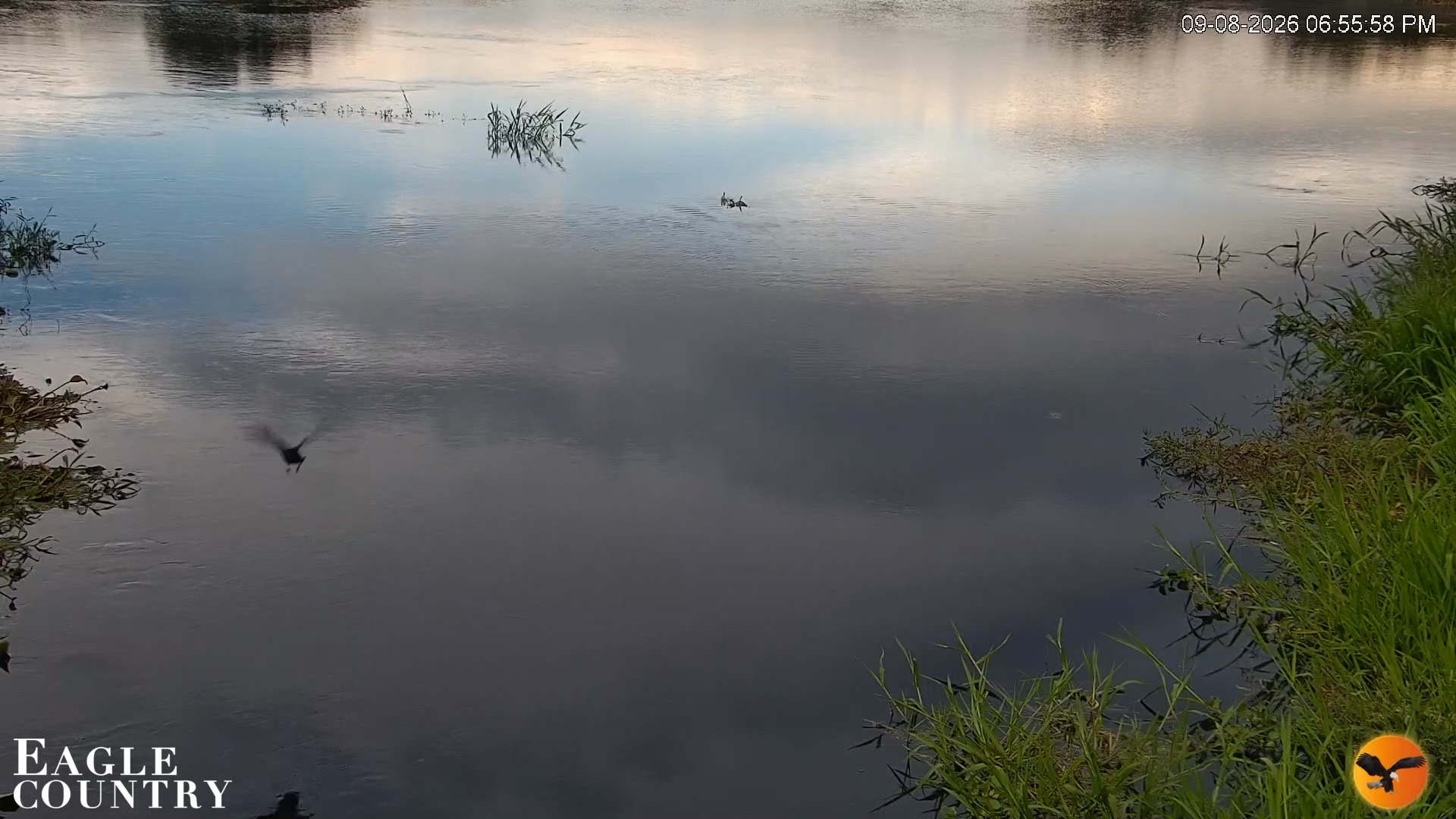 Snapshot of Southwest Florida River Wildlife Live Cams taken Sep 8, 2026, 6:56pm EDT