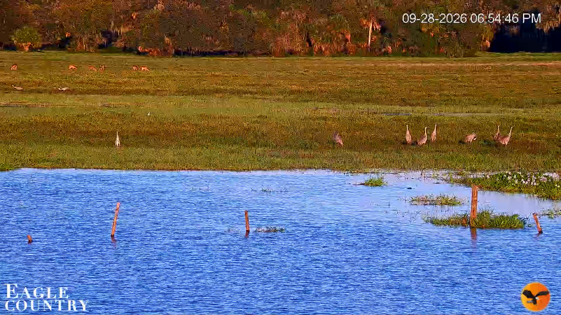 Snapshot of Southwest Florida River Wildlife Live Cams taken Sep 28, 2026, 6:55pm EDT