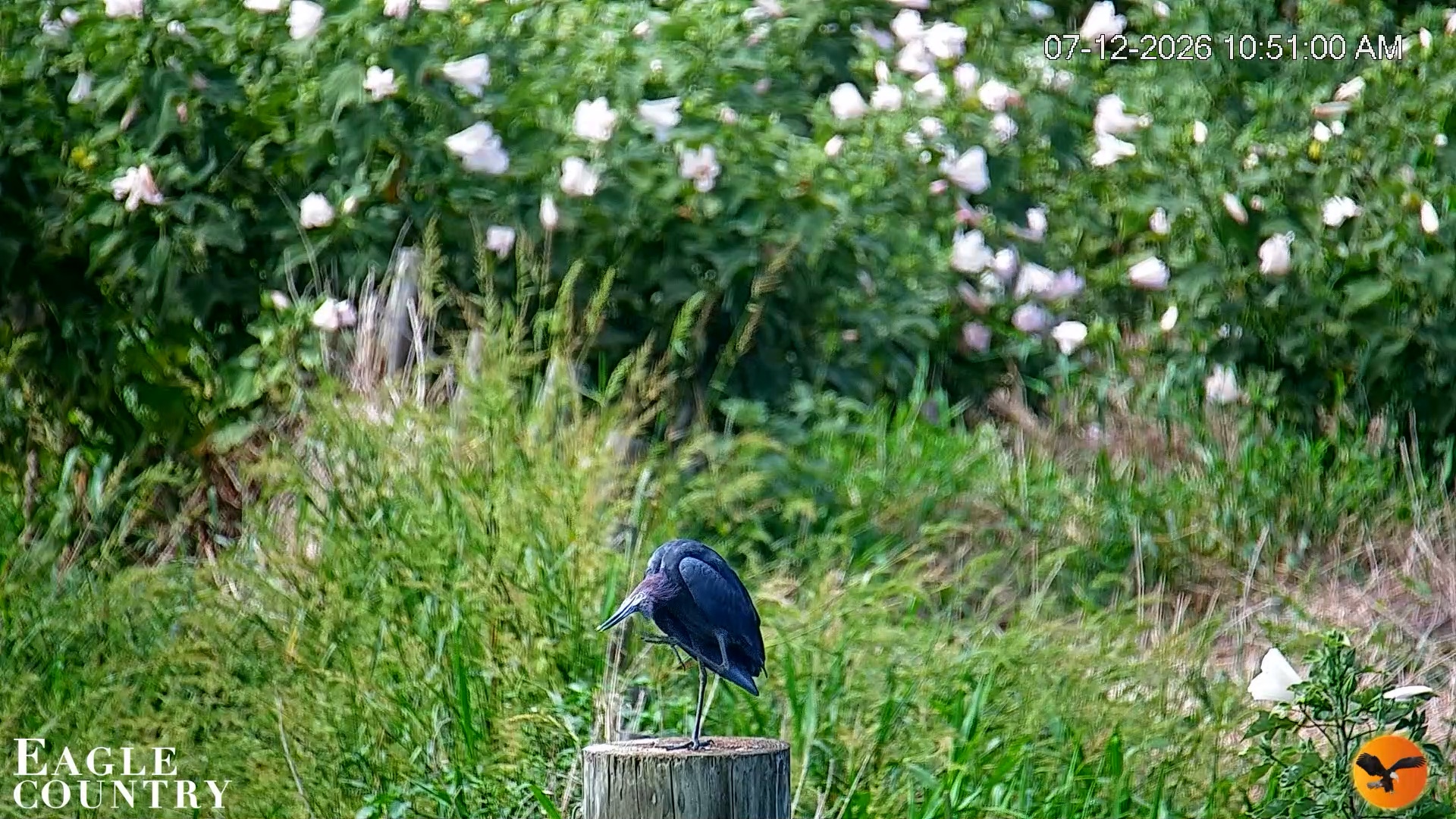 Snapshot of Southwest Florida River Wildlife Live Cams taken Jul 12, 2026, 10:52am EDT