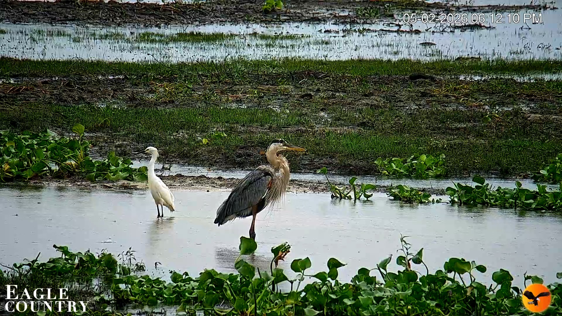 Snapshot of Southwest Florida River Wildlife Live Cams taken May 2, 2026, 8:14pm EDT