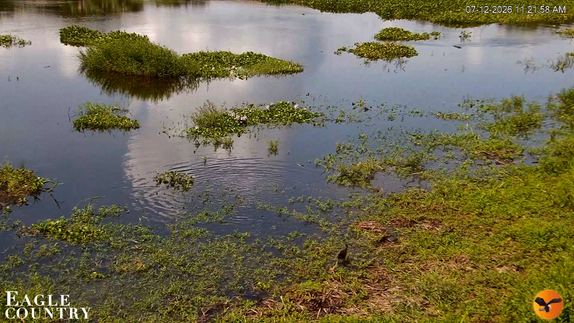 Snapshot of Southwest Florida River Wildlife Live Cams taken Jul 12, 2026, 11:22am EDT