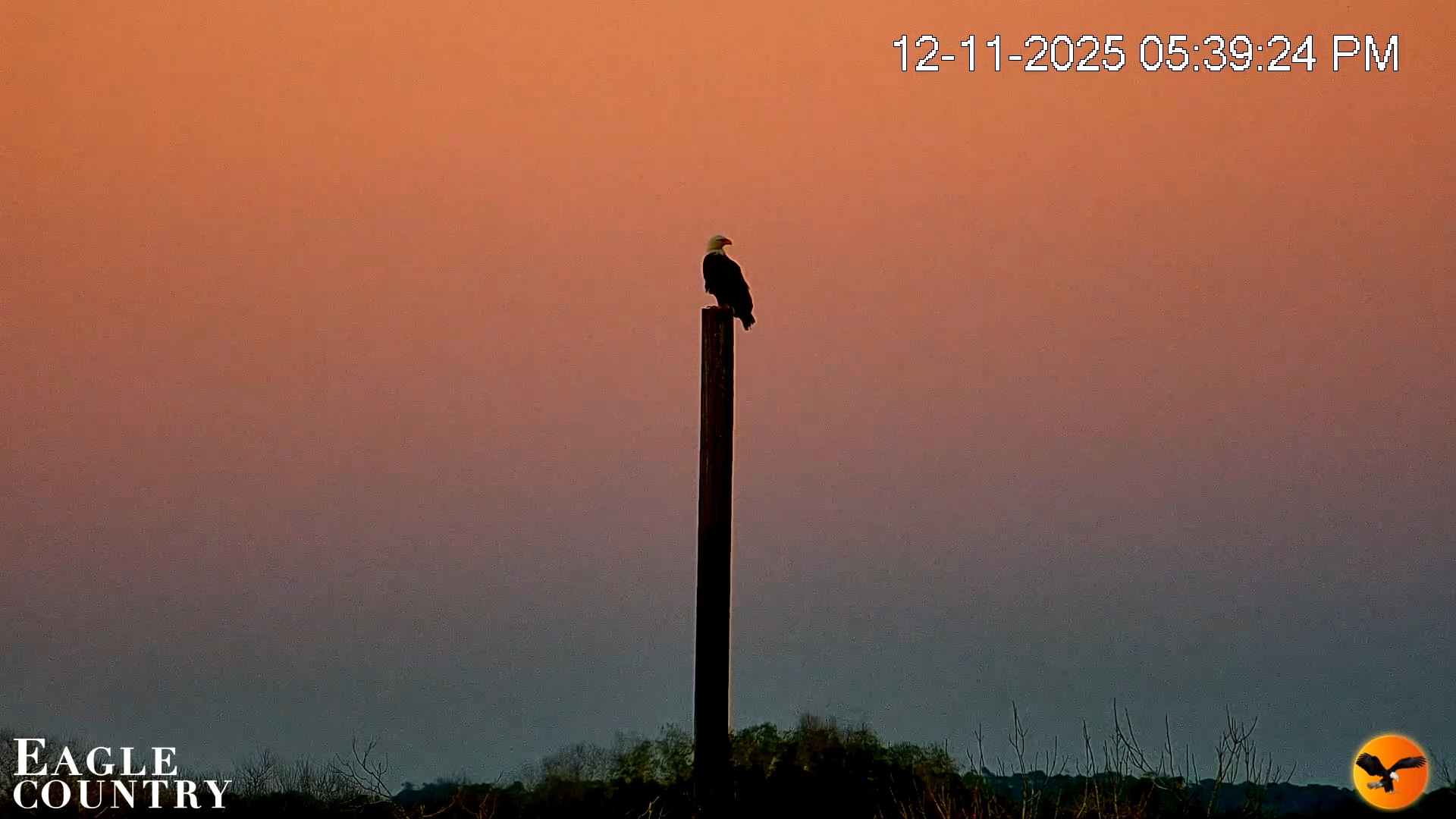 Snapshot of Southwest Florida River Wildlife Live Cams taken Dec 11, 2025, 6:12pm EST