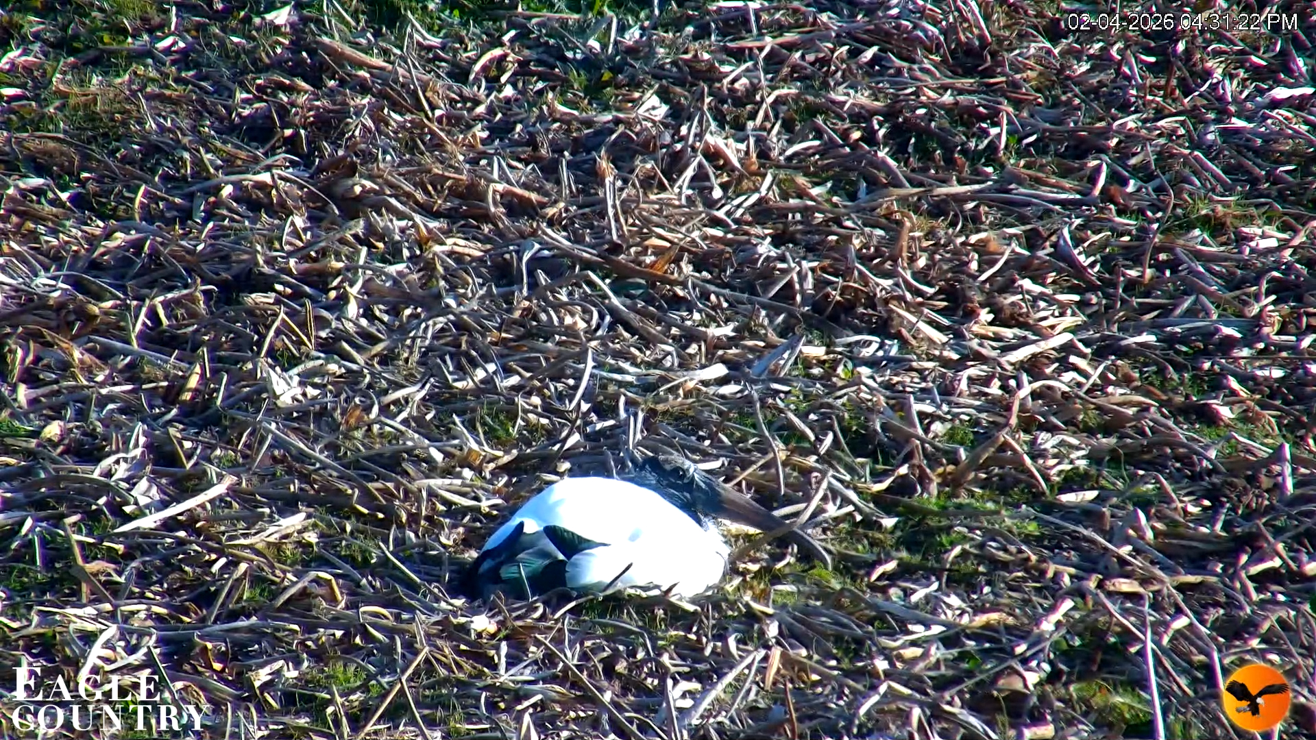 Snapshot of Southwest Florida River Wildlife Live Cams taken Feb 4, 2026, 9:06pm EST