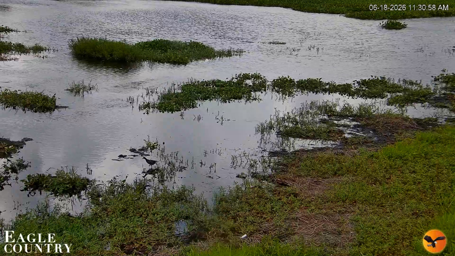 Snapshot of Southwest Florida River Wildlife Live Cams taken Jun 18, 2026, 11:31am EDT