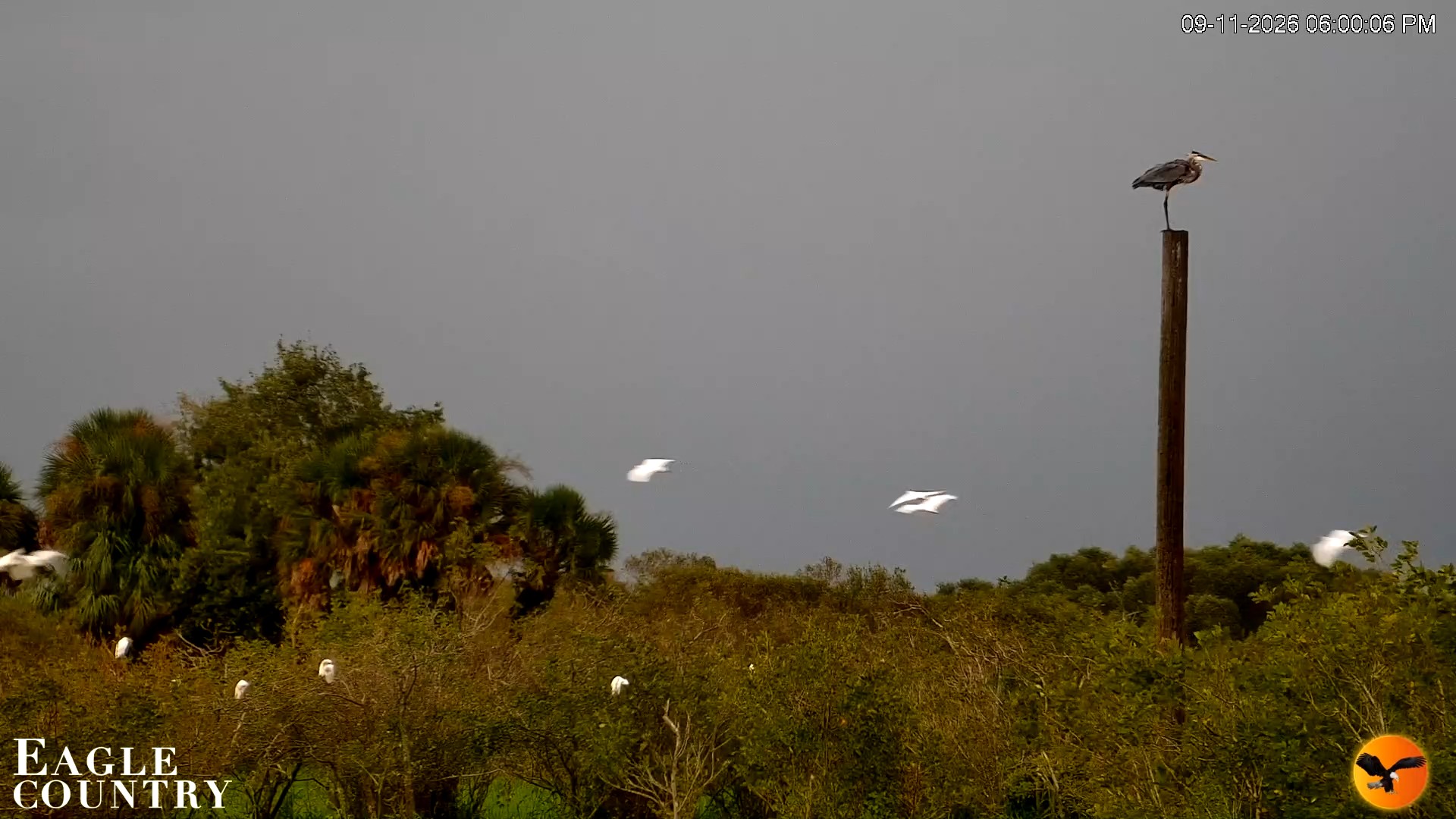 Snapshot of Southwest Florida River Wildlife Live Cams taken Sep 11, 2026, 6:35pm EDT