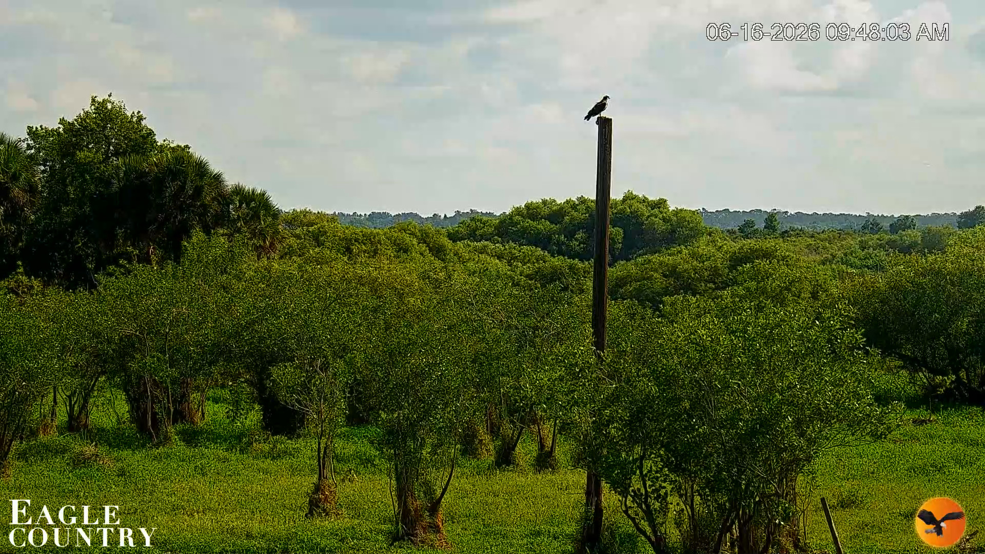 Snapshot of Southwest Florida River Wildlife Live Cams taken Jun 16, 2026, 9:48am EDT