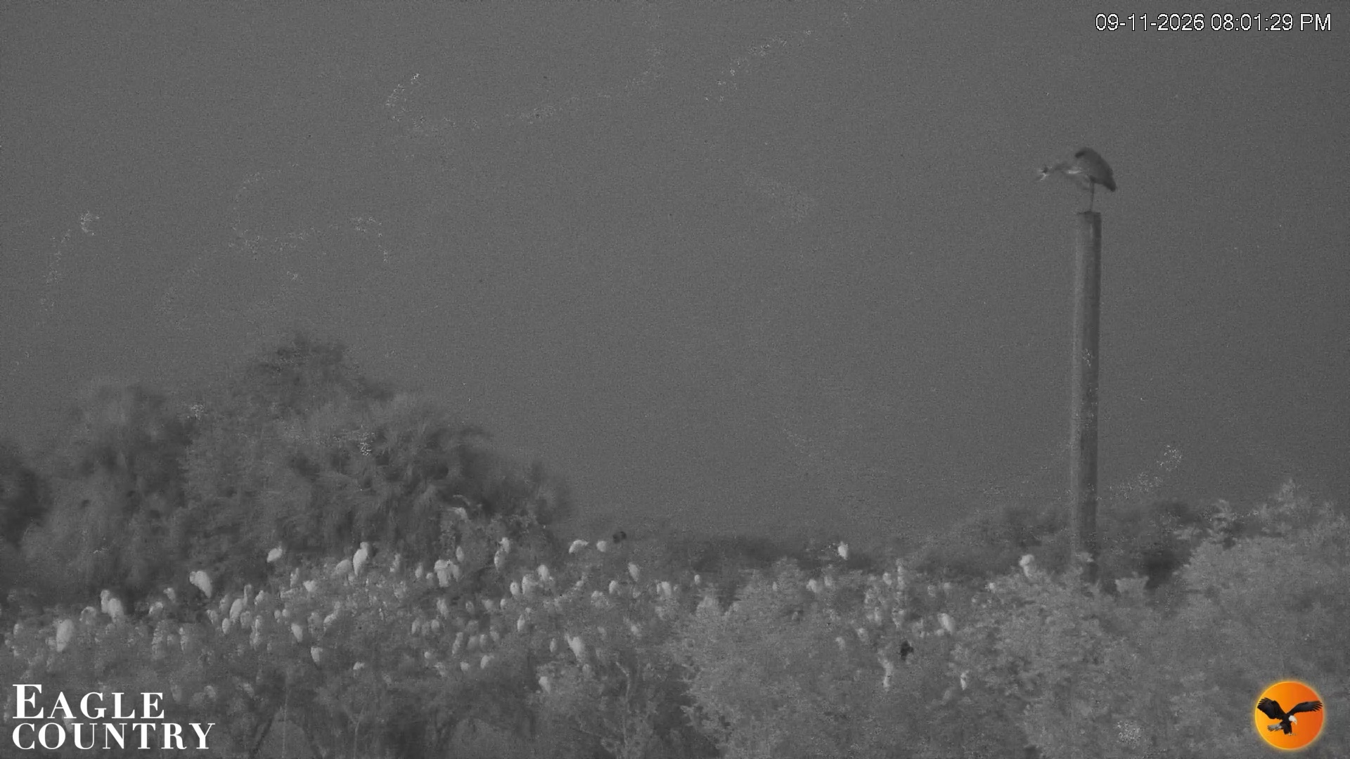 Snapshot of Southwest Florida River Wildlife Live Cams taken Sep 11, 2026, 8:01pm EDT