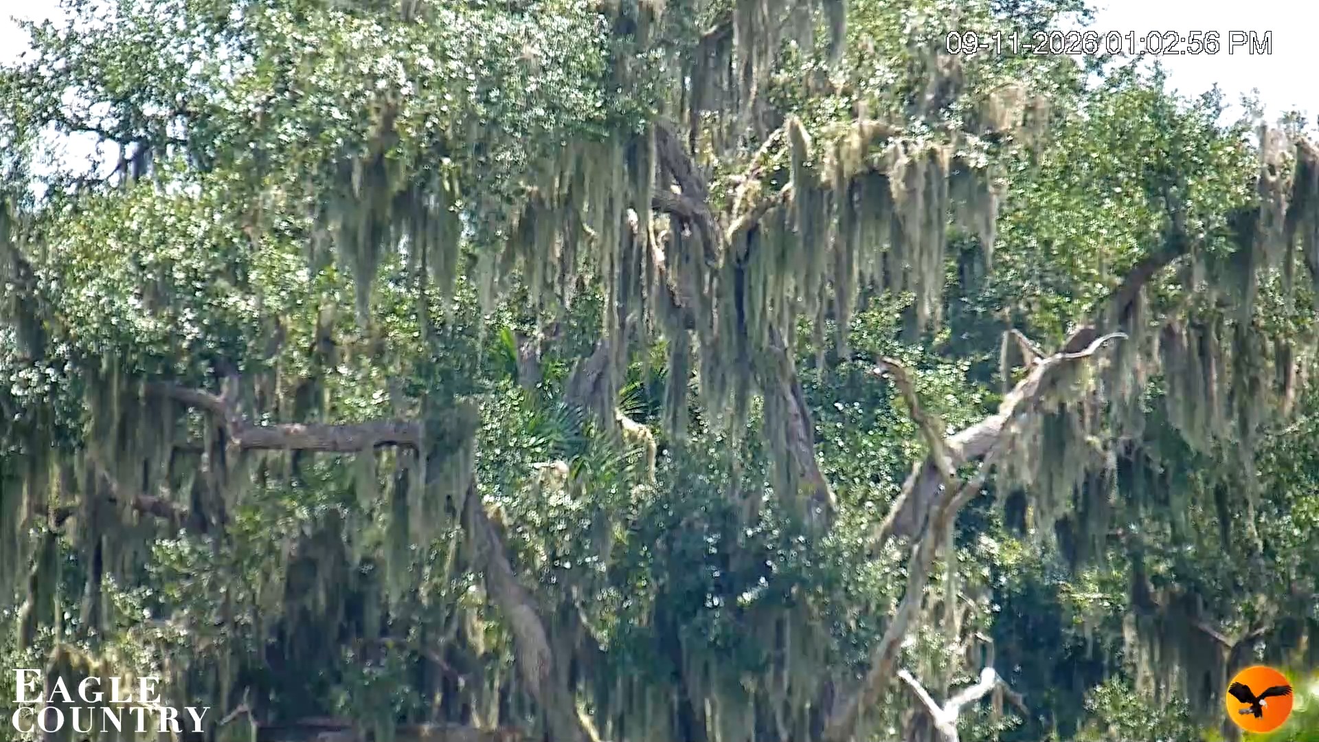 Snapshot of Southwest Florida River Wildlife Live Cams taken Sep 11, 2026, 1:03pm EDT