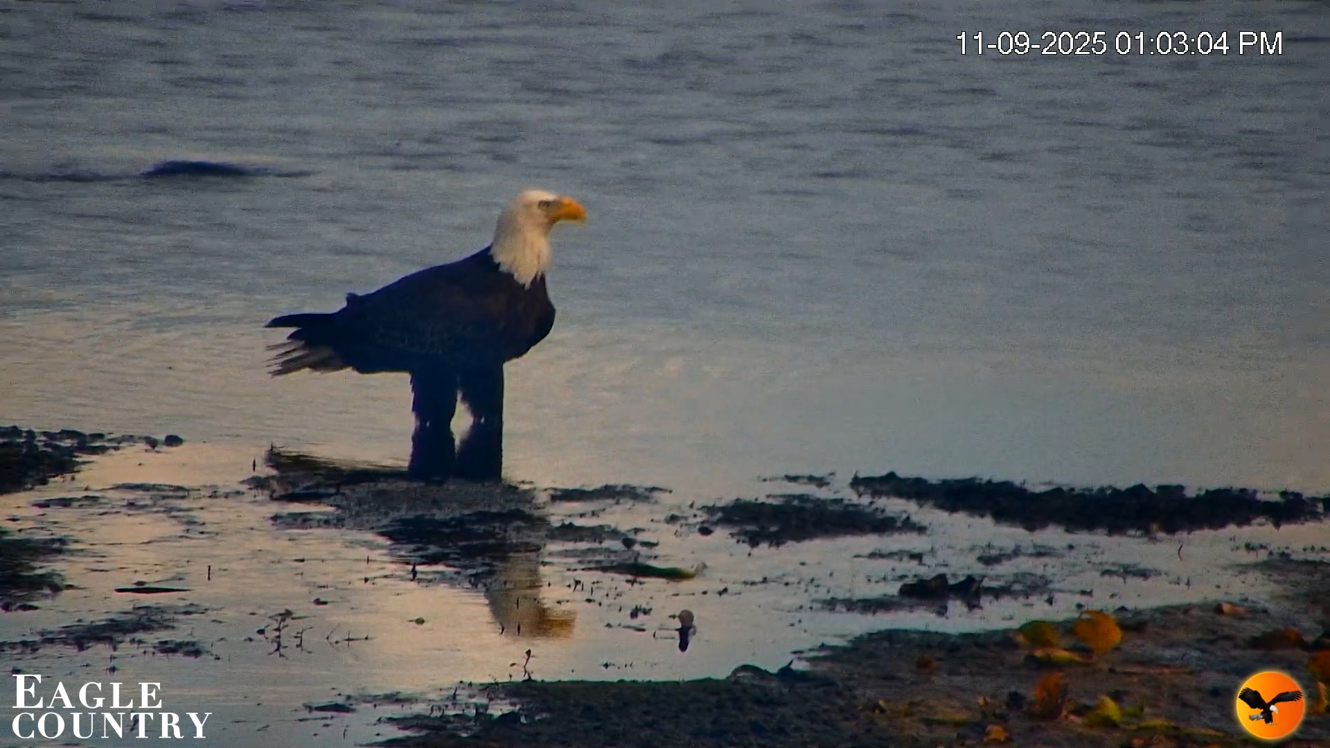 Snapshot of Southwest Florida River Wildlife Live Cams taken Nov 9, 2025, 1:04pm EST