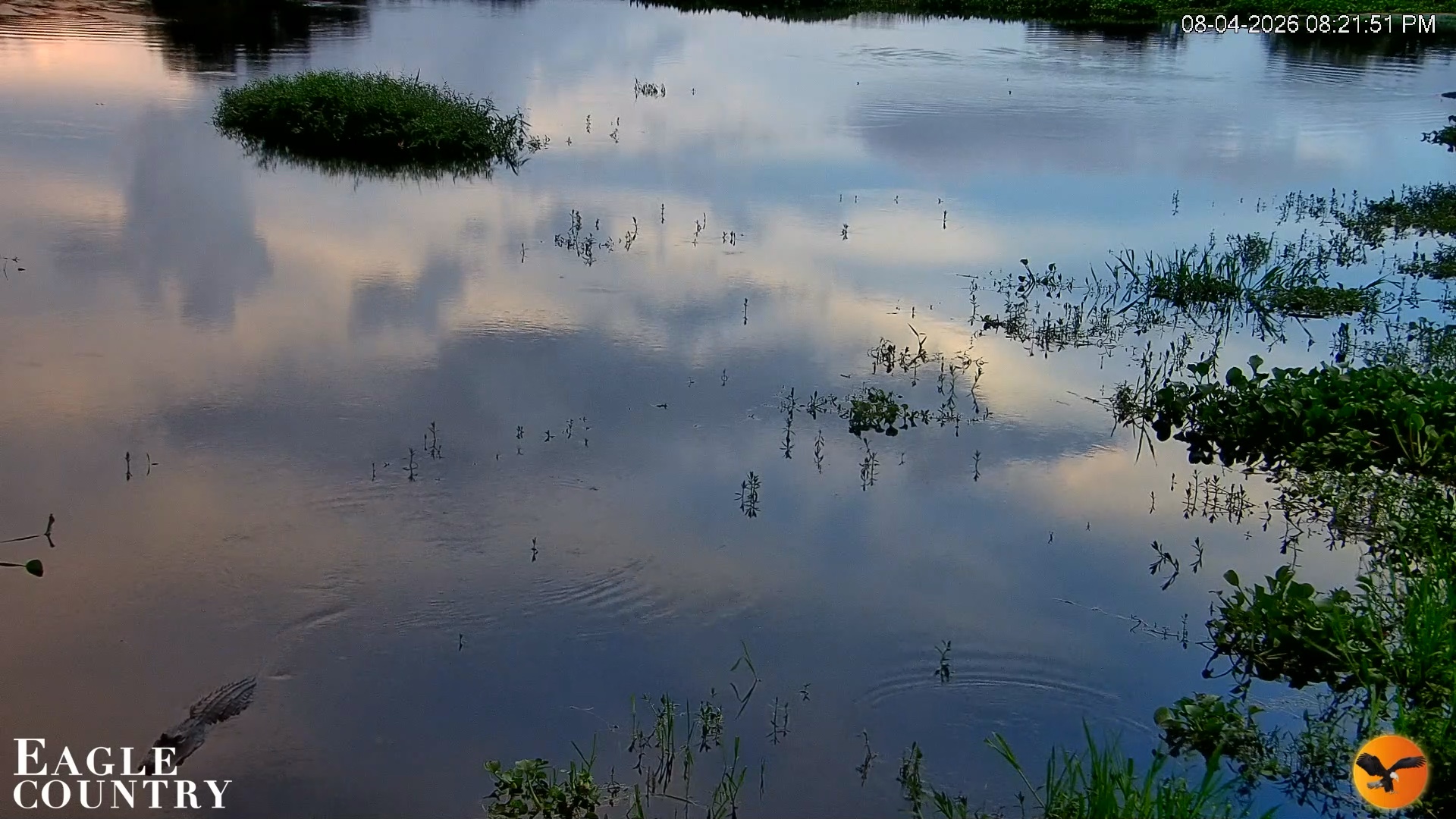 Snapshot of Southwest Florida River Wildlife Live Cams taken Aug 4, 2026, 8:22pm EDT