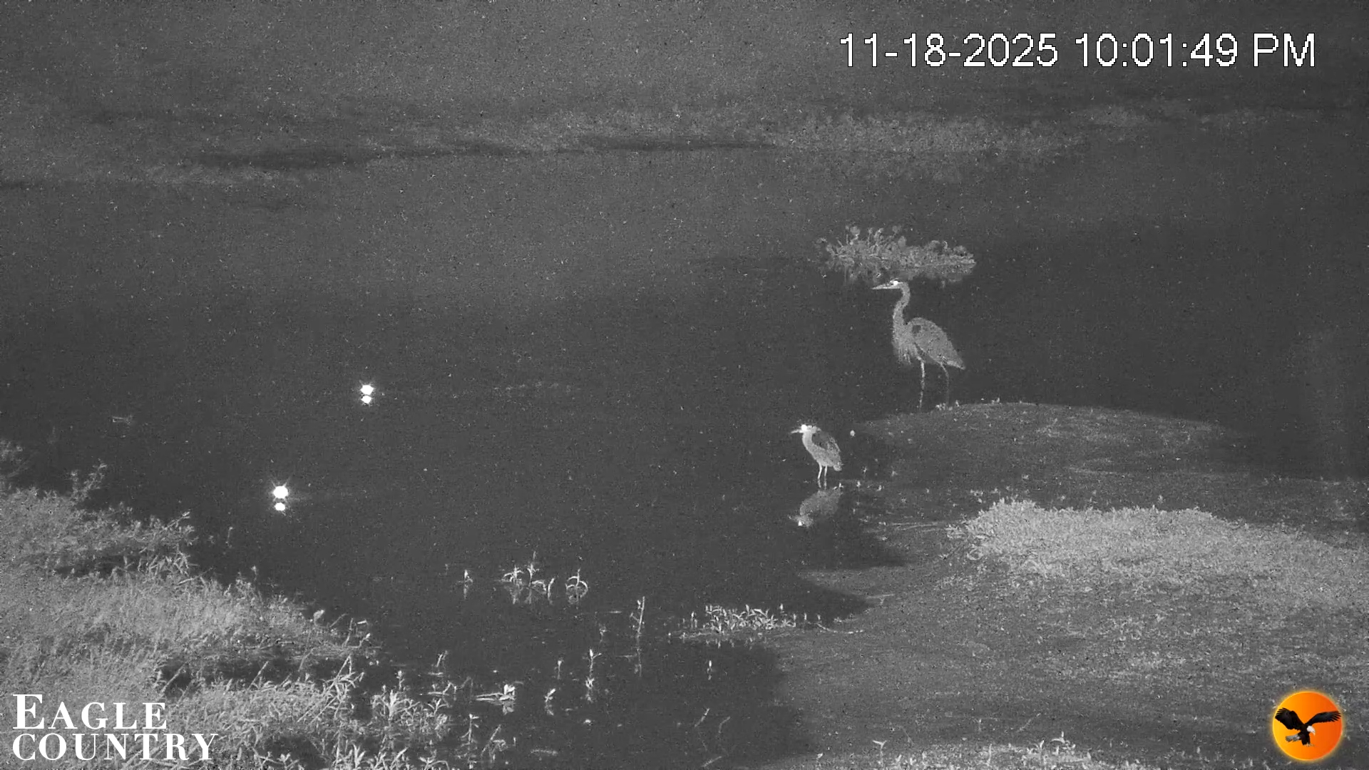 Snapshot of Southwest Florida River Wildlife Live Cams taken Nov 18, 2025, 10:22pm EST