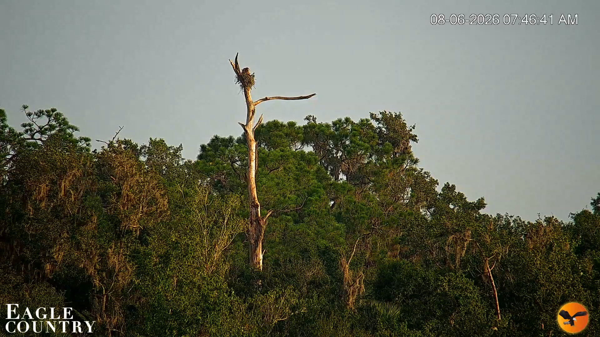 Snapshot of Southwest Florida River Wildlife Live Cams taken Aug 6, 2026, 7:47am EDT