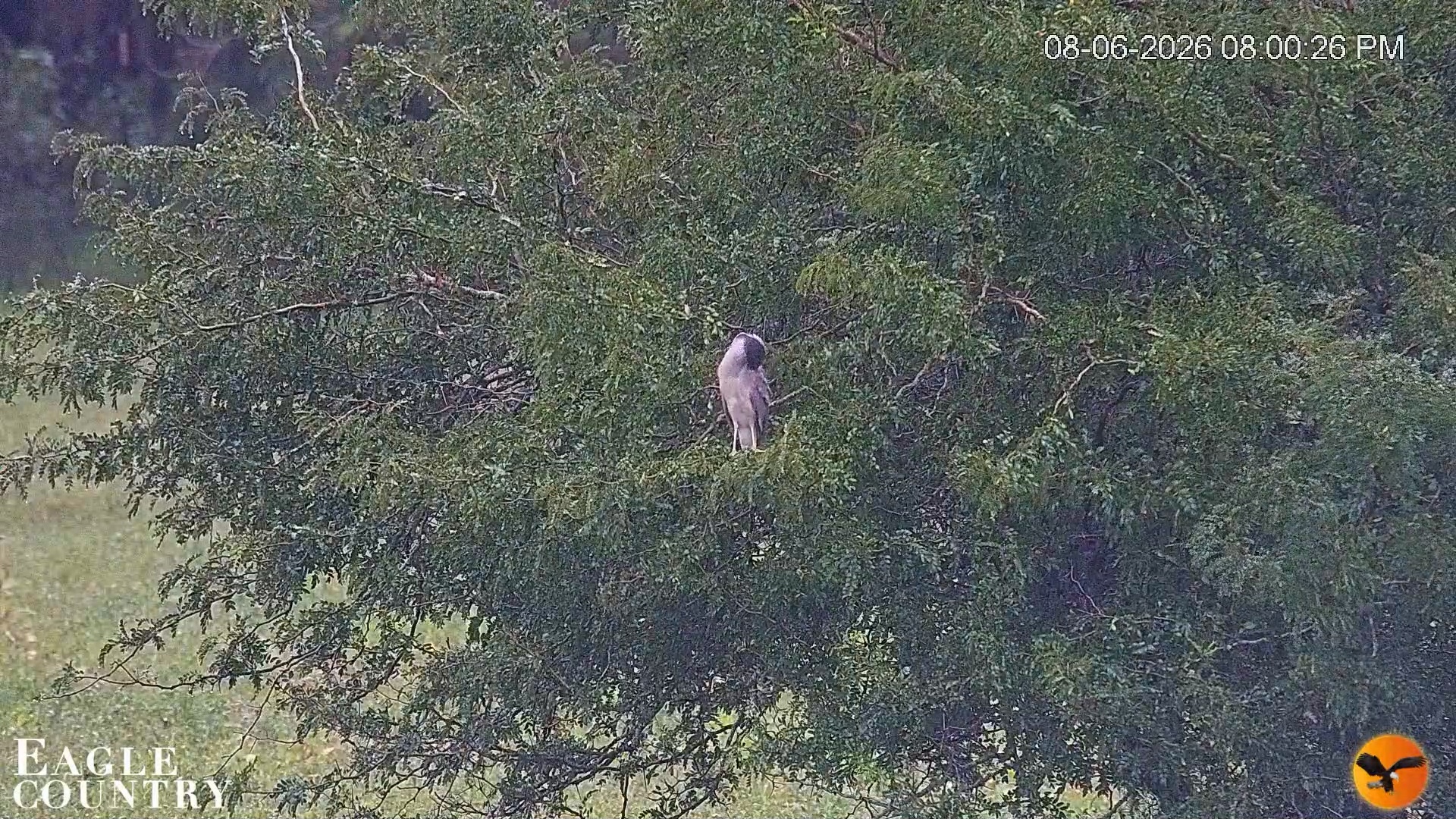 Snapshot of Southwest Florida River Wildlife Live Cams taken Aug 6, 2026, 8:01pm EDT