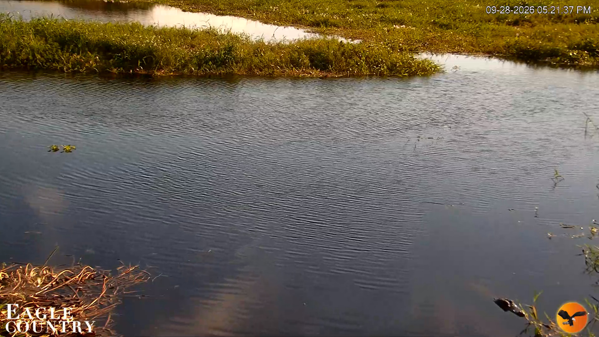 Snapshot of Southwest Florida River Wildlife Live Cams taken Sep 28, 2026, 5:21pm EDT