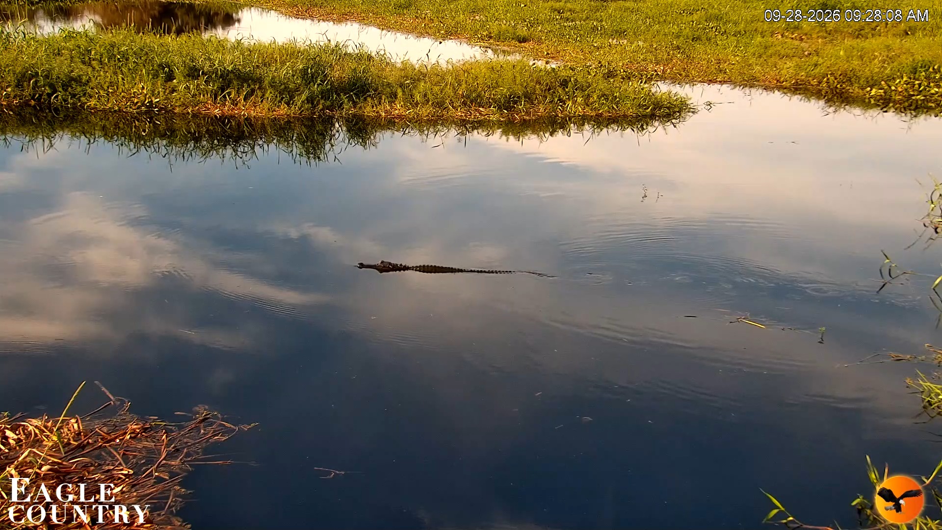 Snapshot of Southwest Florida River Wildlife Live Cams taken Sep 28, 2026, 9:28am EDT
