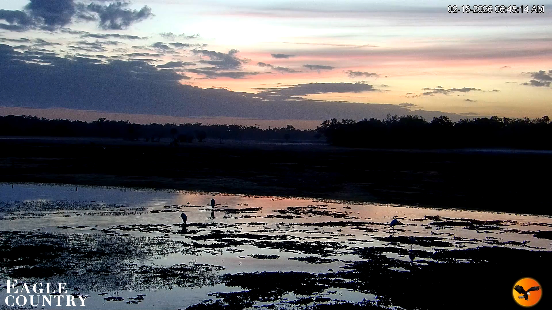 Snapshot of Southwest Florida River Wildlife Live Cams taken Feb 18, 2026, 6:46am EST