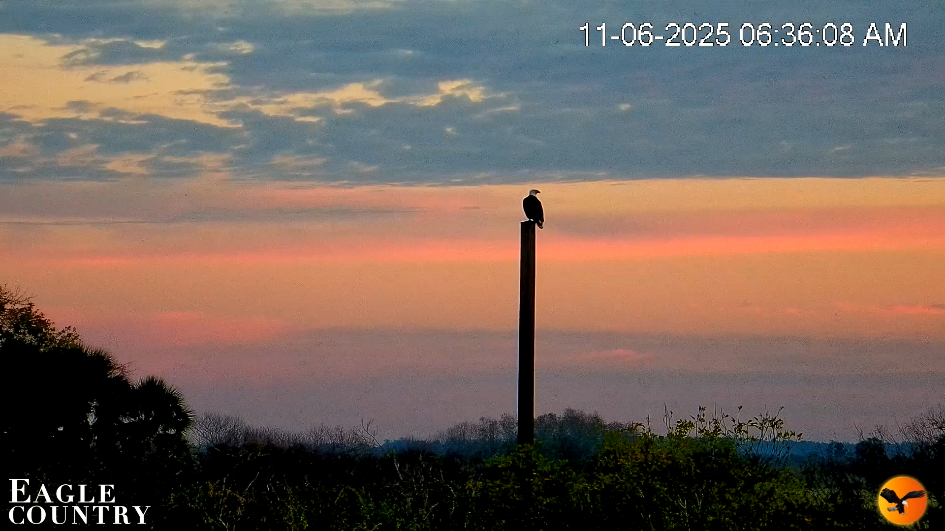 Snapshot of Southwest Florida River Wildlife Live Cams taken Nov 6, 2025, 6:38am EST