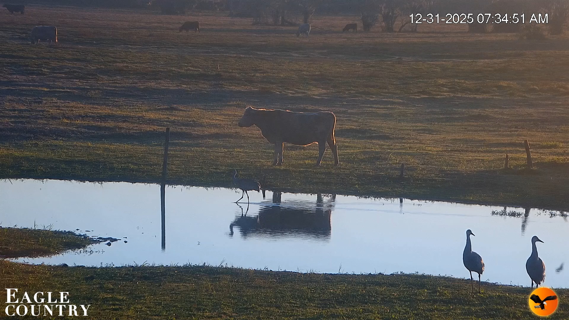 Snapshot of Southwest Florida River Wildlife Live Cams taken Dec 31, 2025, 7:35am EST