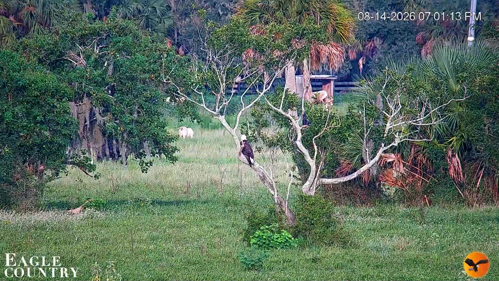 Snapshot of Southwest Florida River Wildlife Live Cams taken Aug 14, 2026, 7:01pm EDT