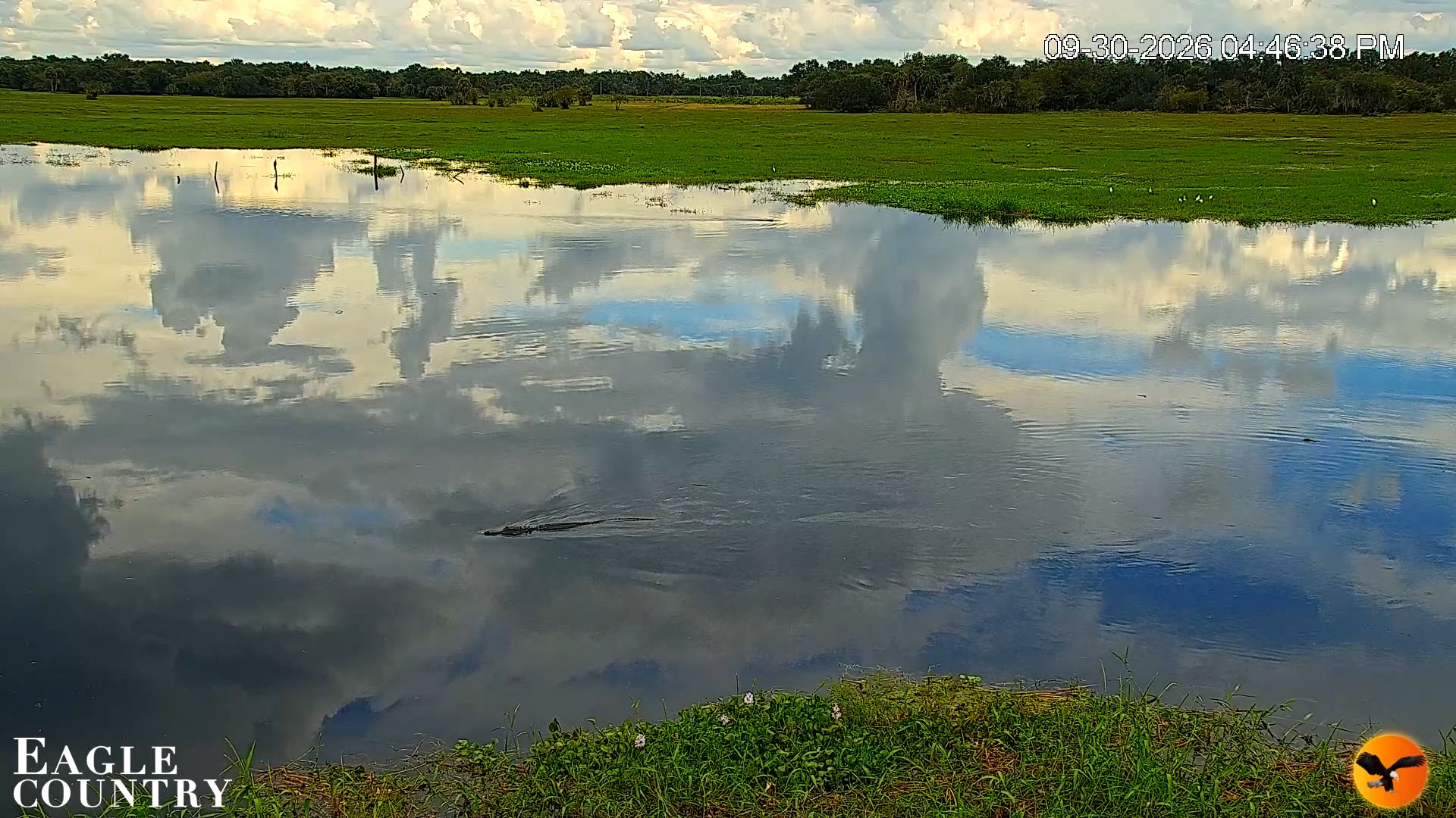 Snapshot of Southwest Florida River Wildlife Live Cams taken Sep 30, 2026, 4:47pm EDT