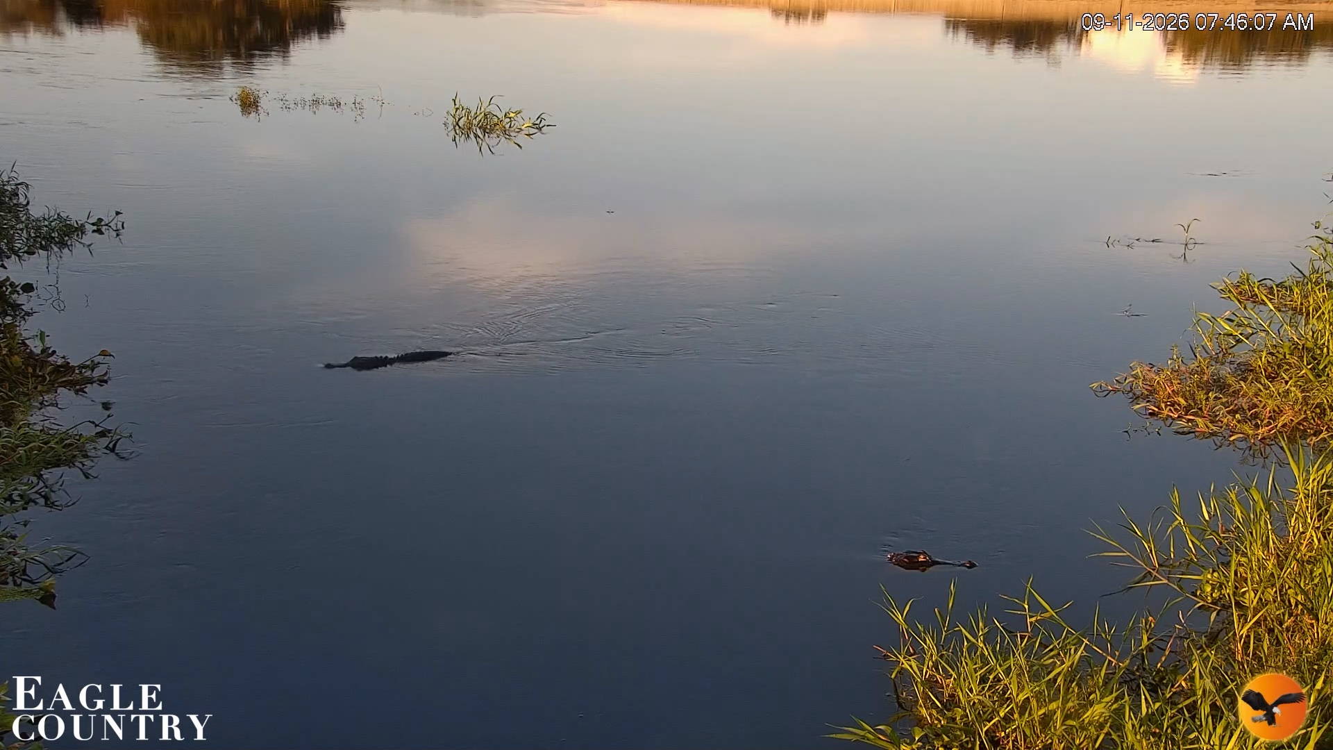 Snapshot of Southwest Florida River Wildlife Live Cams taken Sep 11, 2026, 10:40am EDT
