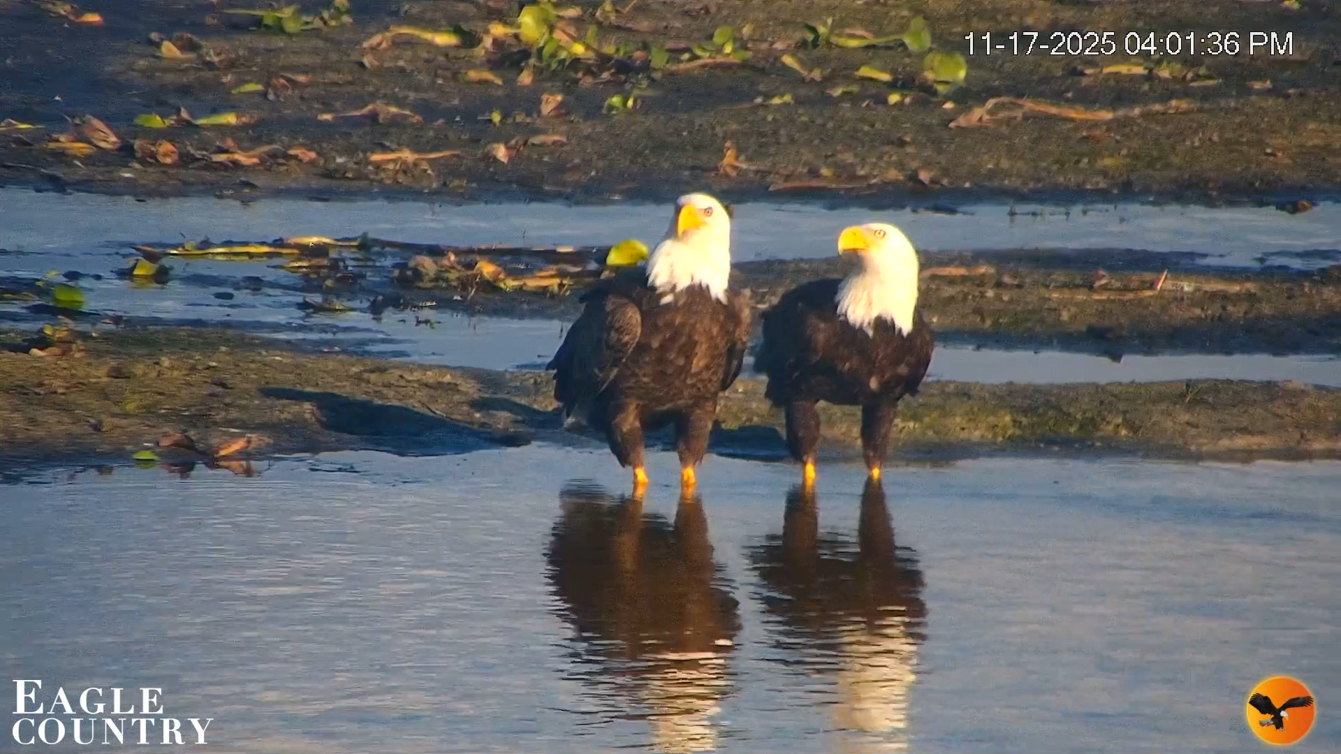 Snapshot of Southwest Florida River Wildlife Live Cams taken Nov 17, 2025, 4:03pm EST
