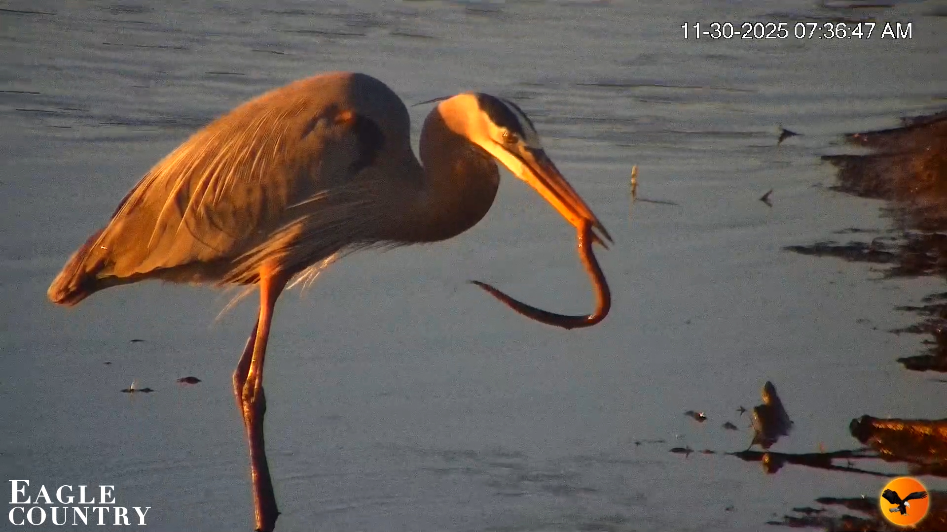 Snapshot of Southwest Florida River Wildlife Live Cams taken Nov 30, 2025, 8:28am EST
