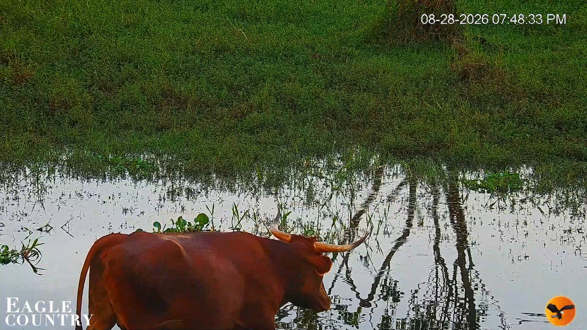 Snapshot of Southwest Florida River Wildlife Live Cams taken Aug 28, 2026, 7:49pm EDT