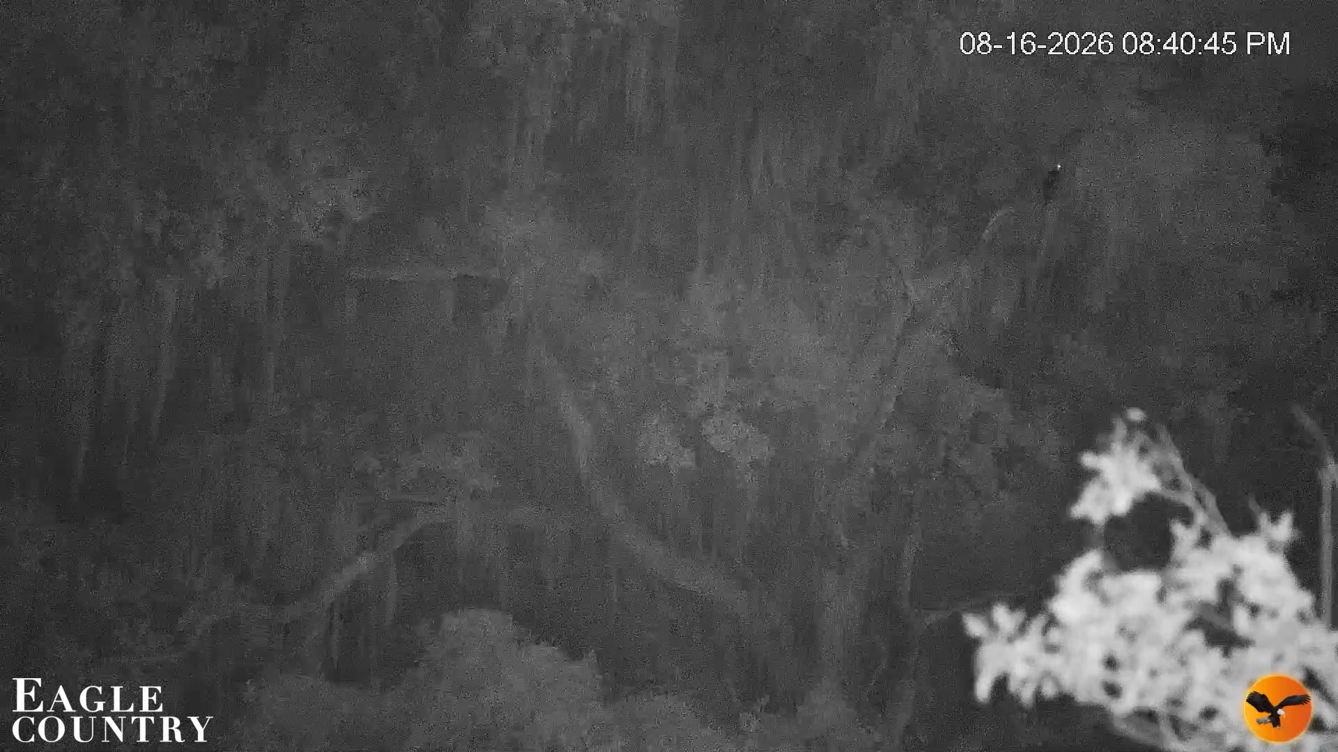 Snapshot of Southwest Florida River Wildlife Live Cams taken Aug 16, 2026, 8:41pm EDT