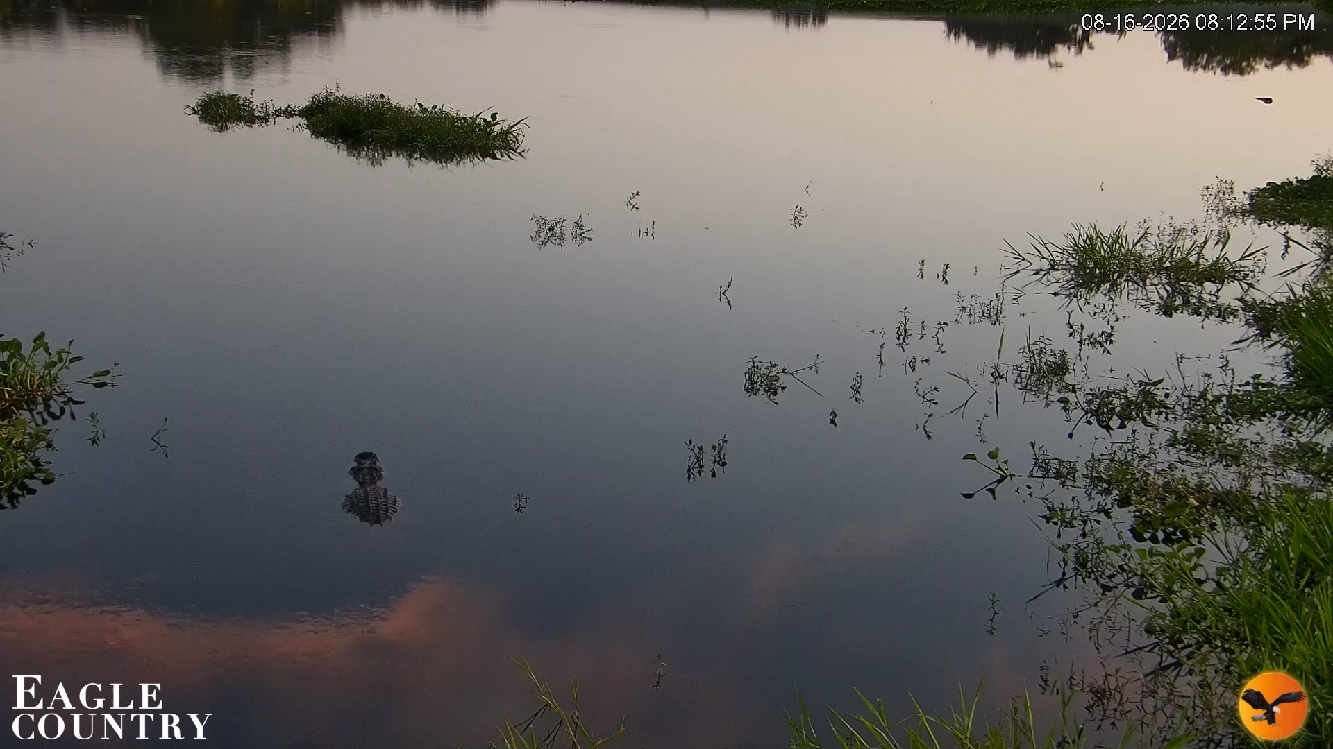 Snapshot of Southwest Florida River Wildlife Live Cams taken Aug 16, 2026, 8:13pm EDT
