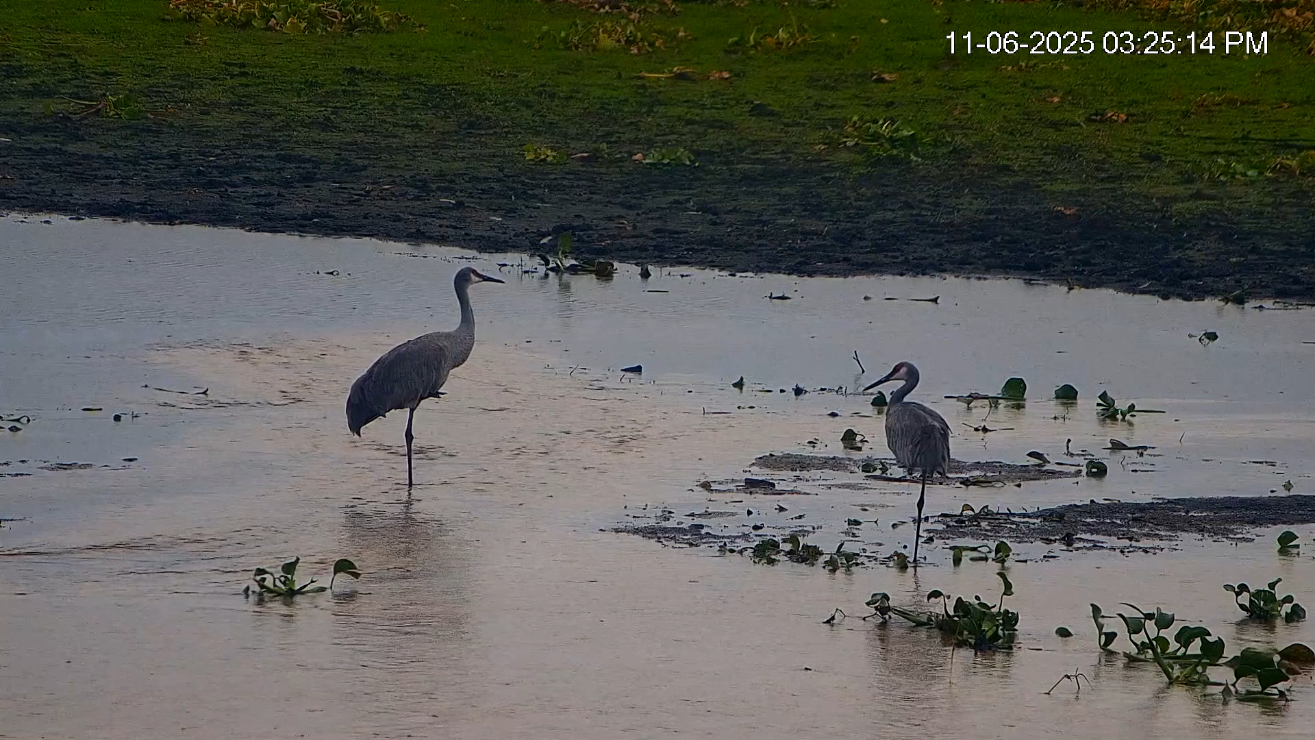 Snapshot of Southwest Florida River Wildlife Live Cams taken Nov 6, 2025, 5:25pm EST