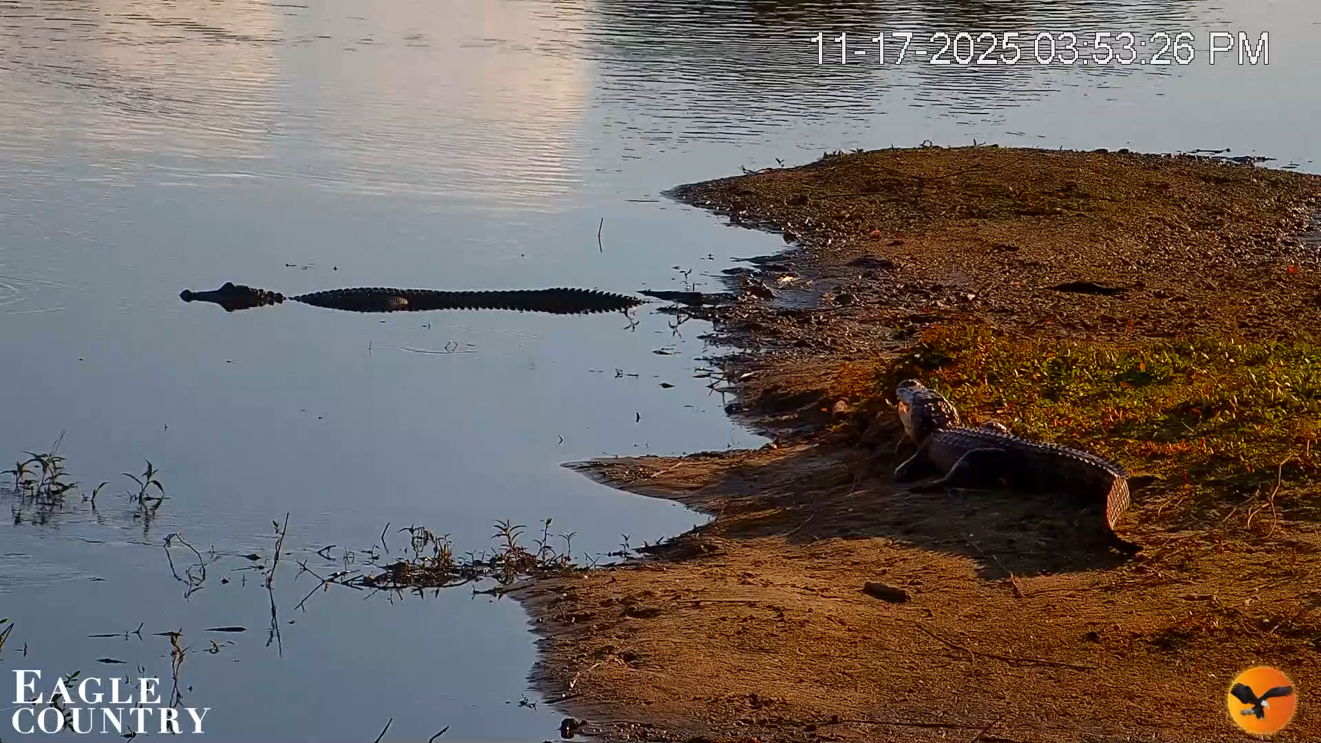 Snapshot of Southwest Florida River Wildlife Live Cams taken Nov 17, 2025, 3:55pm EST