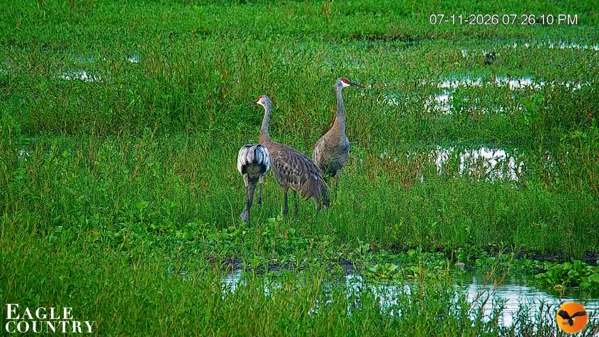 Snapshot of Southwest Florida River Wildlife Live Cams taken Jul 11, 2026, 7:26pm EDT