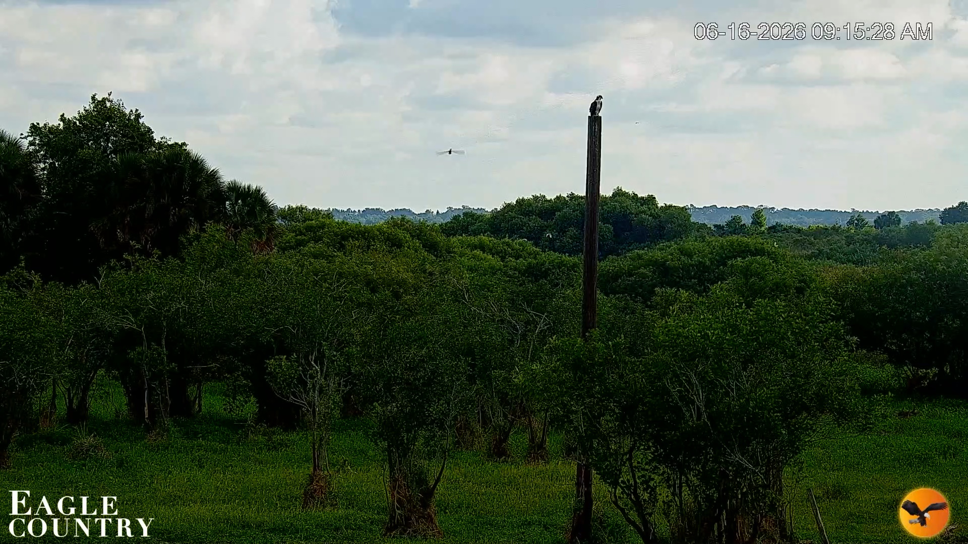 Snapshot of Southwest Florida River Wildlife Live Cams taken Jun 16, 2026, 9:17am EDT