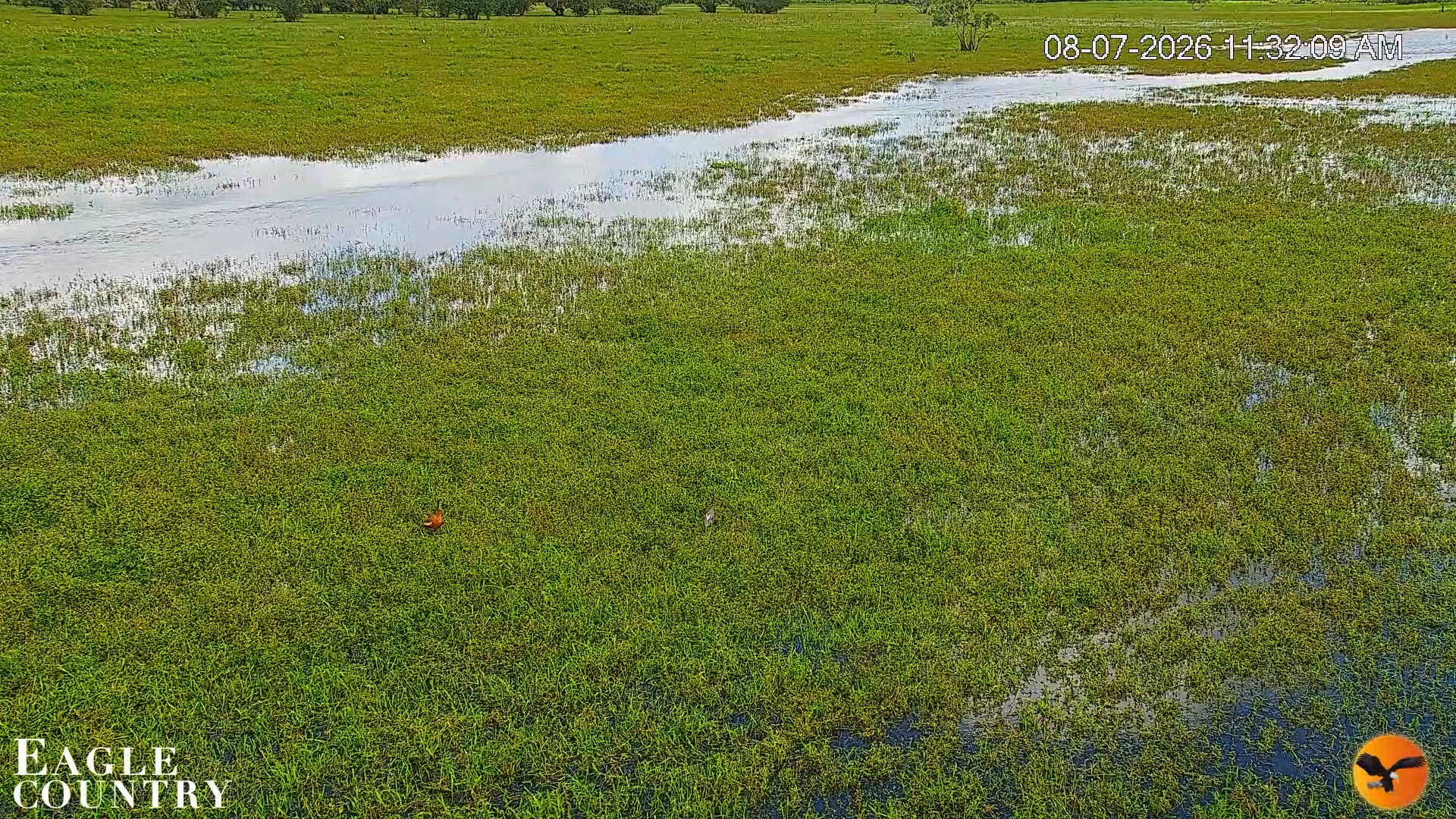 Snapshot of Southwest Florida River Wildlife Live Cams taken Aug 7, 2026, 11:32am EDT
