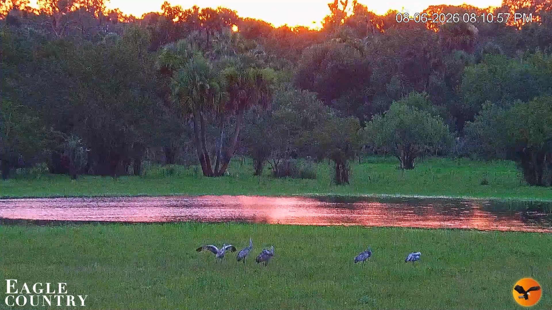Snapshot of Southwest Florida River Wildlife Live Cams taken Aug 6, 2026, 8:11pm EDT