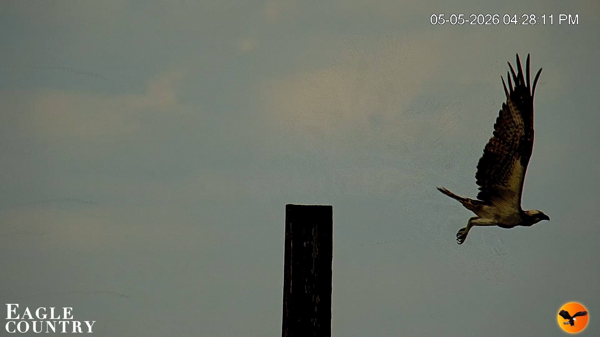 Snapshot of Southwest Florida River Wildlife Live Cams taken May 5, 2026, 5:42pm EDT