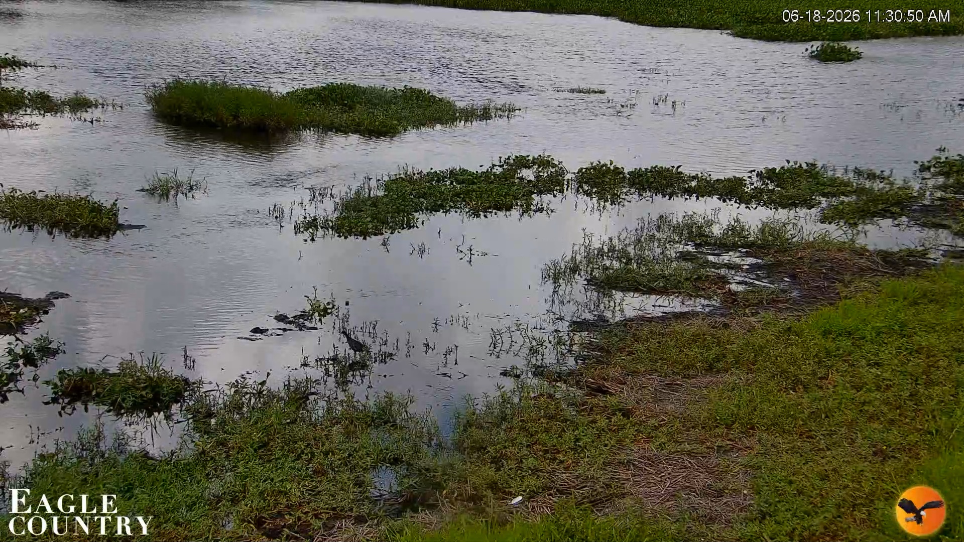 Snapshot of Southwest Florida River Wildlife Live Cams taken Jun 18, 2026, 11:31am EDT