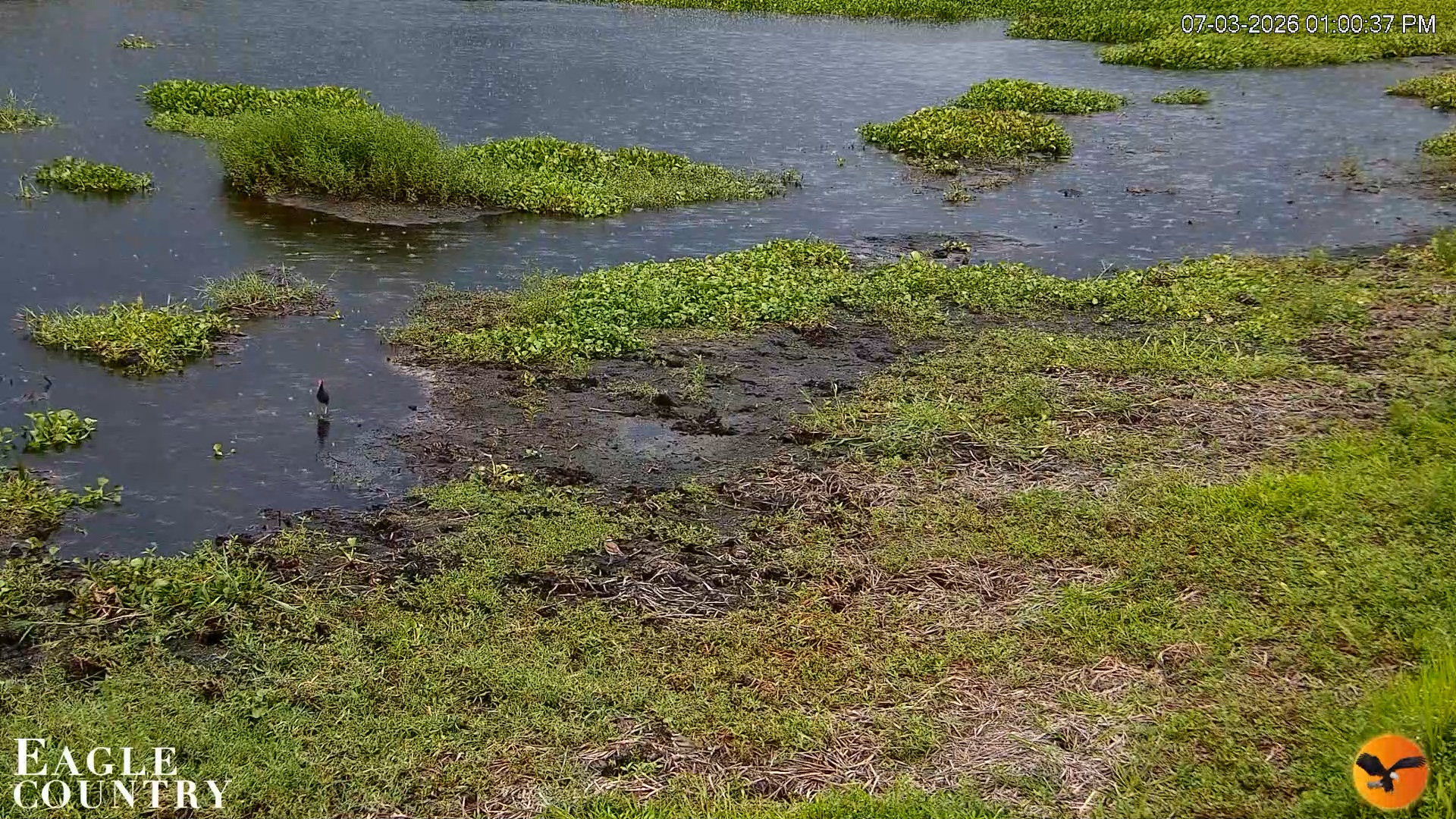 Snapshot of Southwest Florida River Wildlife Live Cams taken Jul 3, 2026, 1:01pm EDT