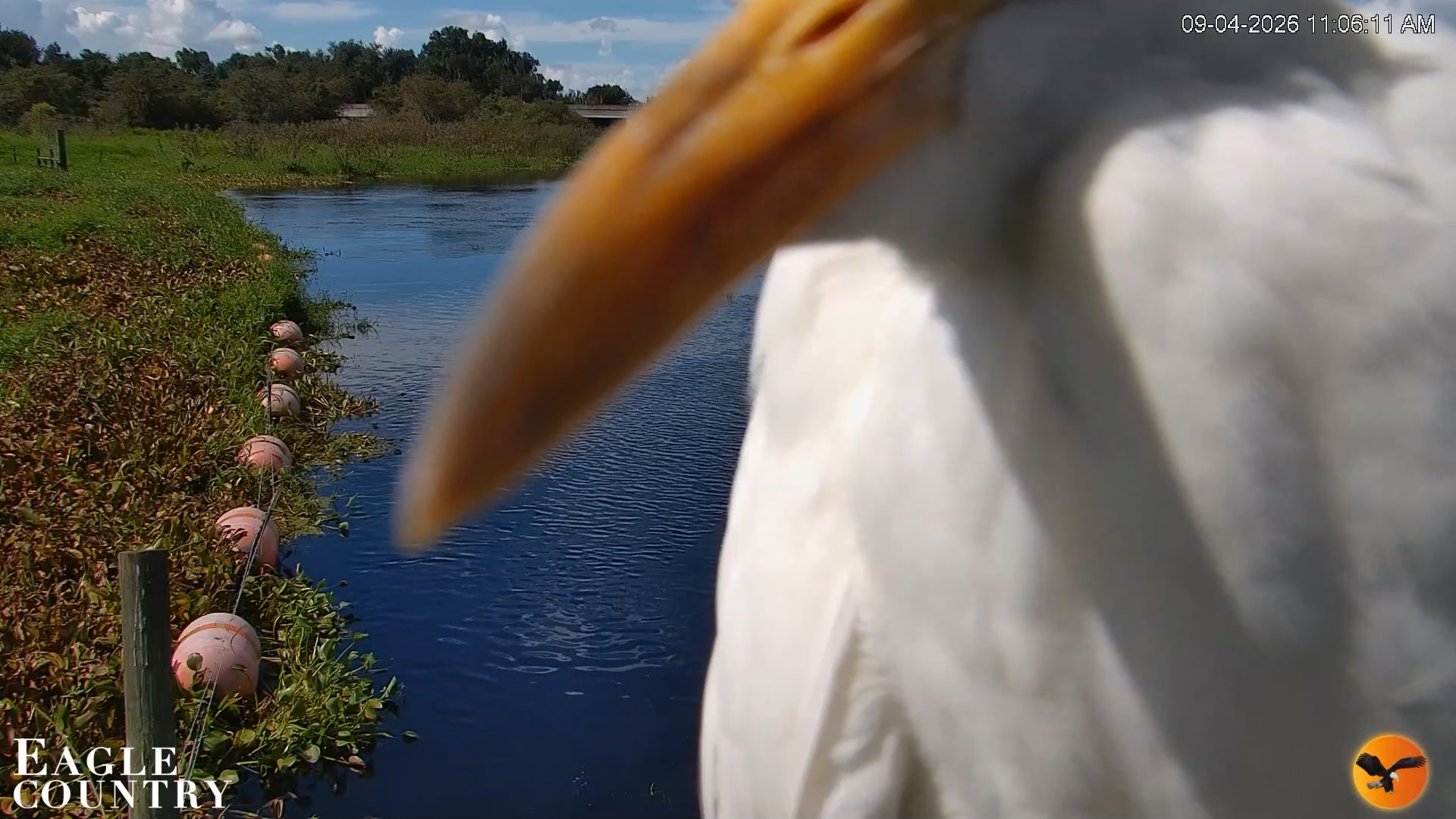 Snapshot of Southwest Florida River Wildlife Live Cams taken Sep 4, 2026, 11:06am EDT