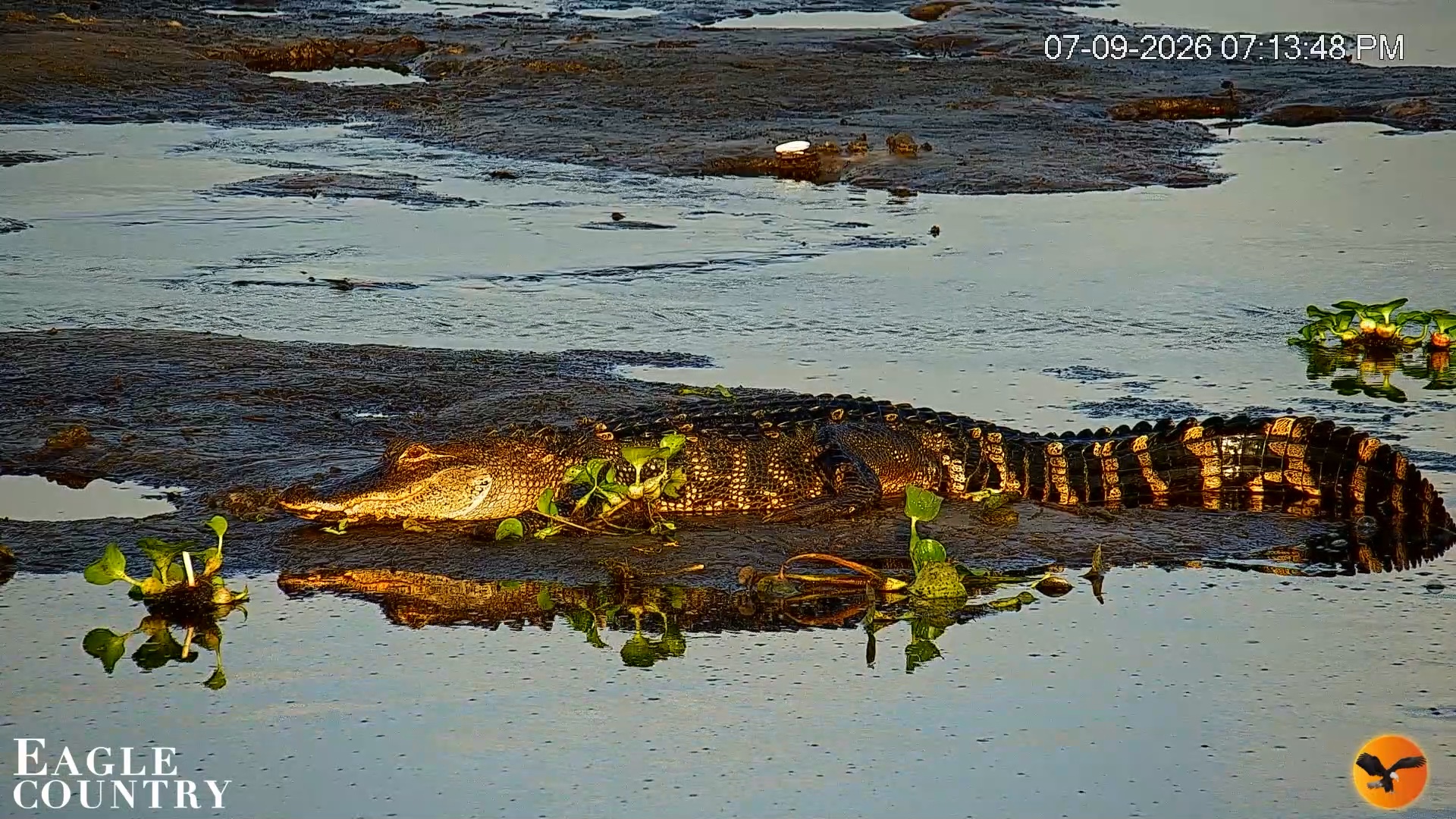 Snapshot of Southwest Florida River Wildlife Live Cams taken Jul 9, 2026, 7:32pm EDT