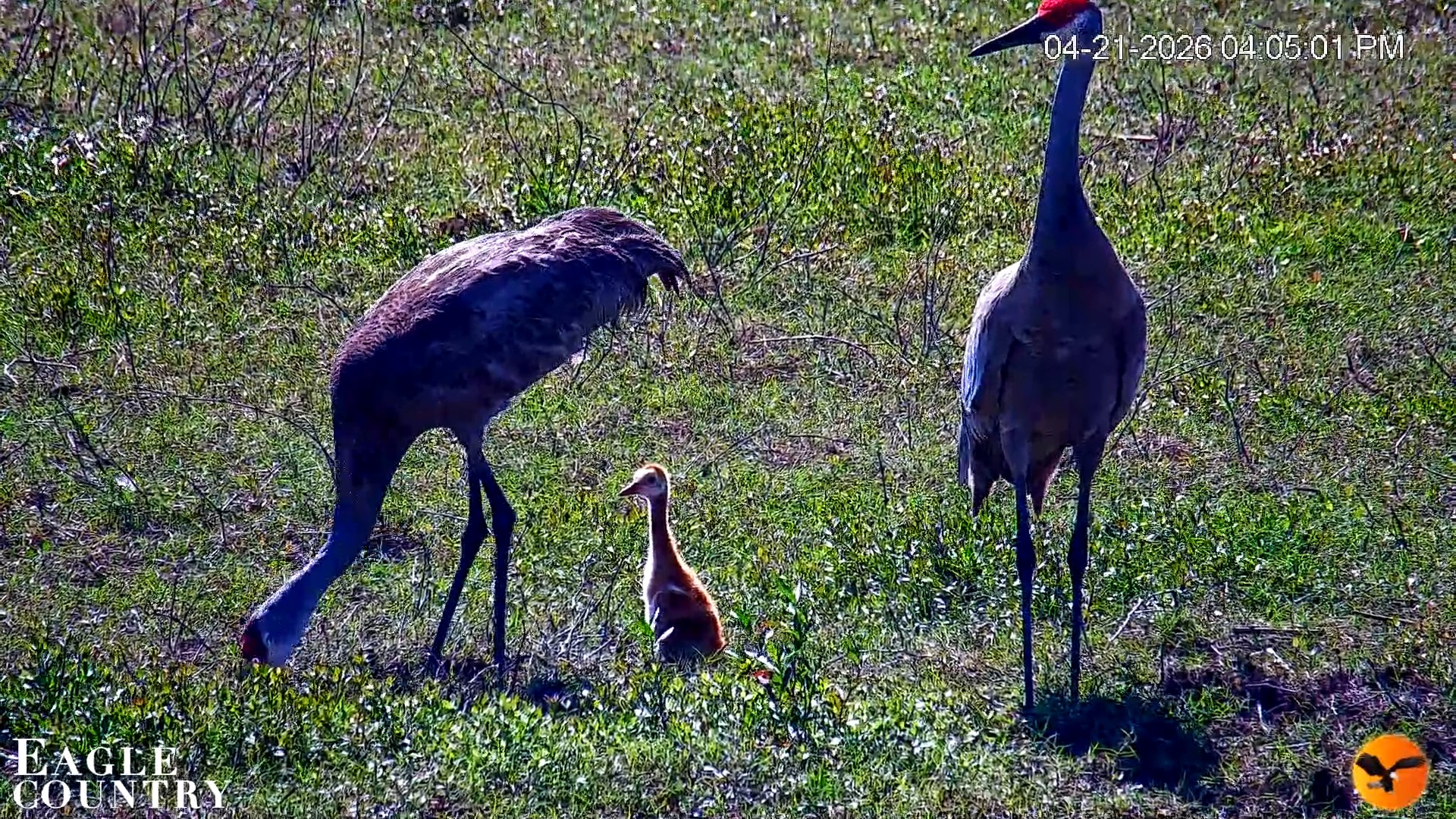 Snapshot of Southwest Florida River Wildlife Live Cams taken Apr 22, 2026, 12:29am EDT