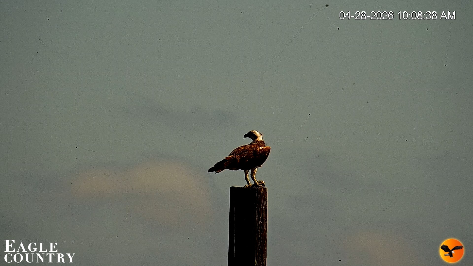 Snapshot of Southwest Florida River Wildlife Live Cams taken Apr 28, 2026, 10:11am EDT