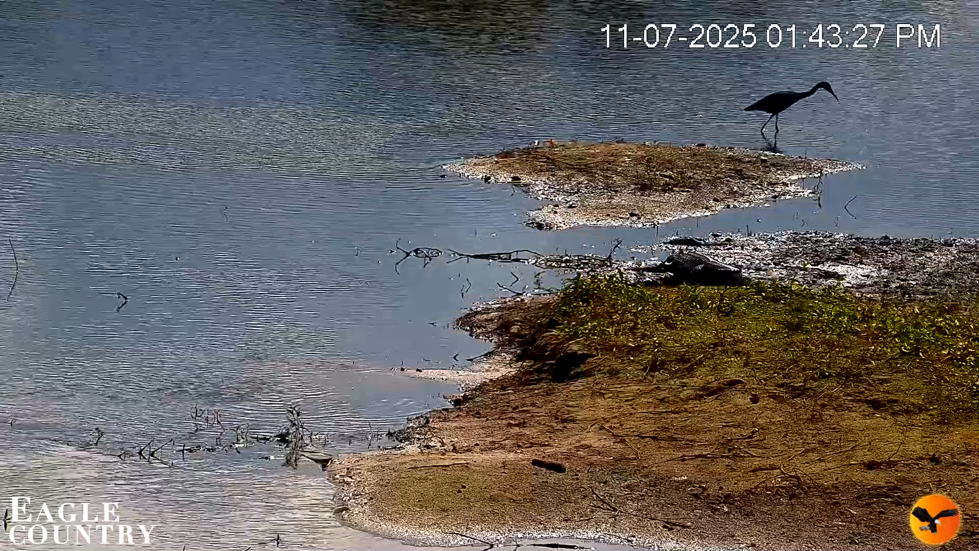 Snapshot of Southwest Florida River Wildlife Live Cams taken Nov 7, 2025, 1:44pm EST
