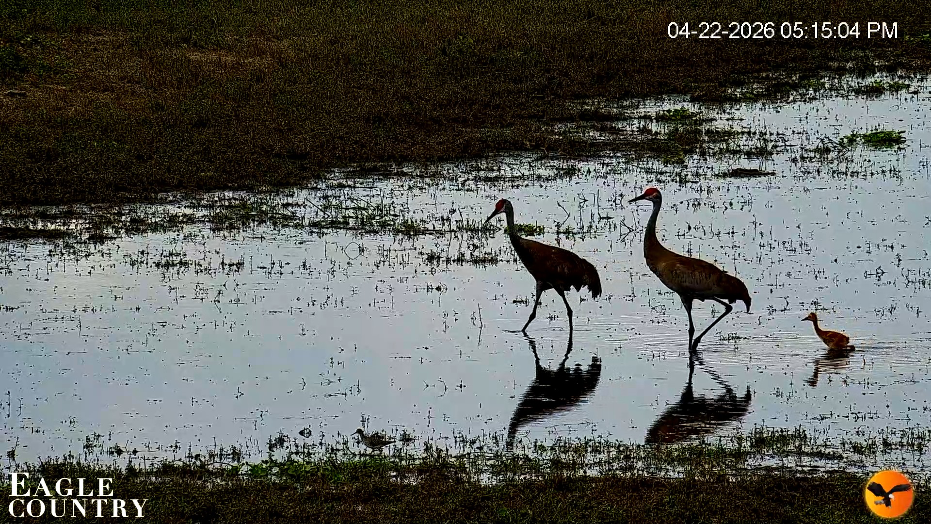Snapshot of Southwest Florida River Wildlife Live Cams taken Apr 22, 2026, 8:16pm EDT