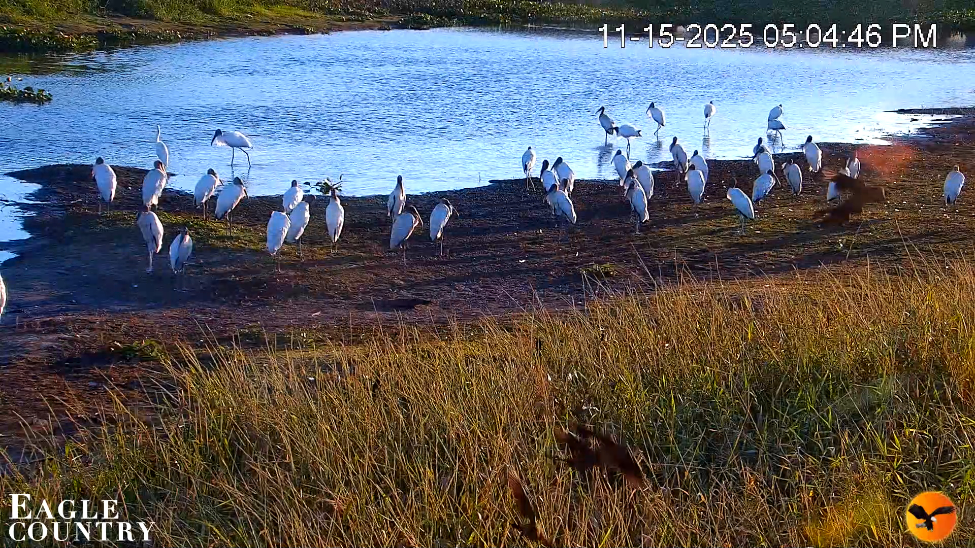 Snapshot of Southwest Florida River Wildlife Live Cams taken Nov 15, 2025, 5:05pm EST