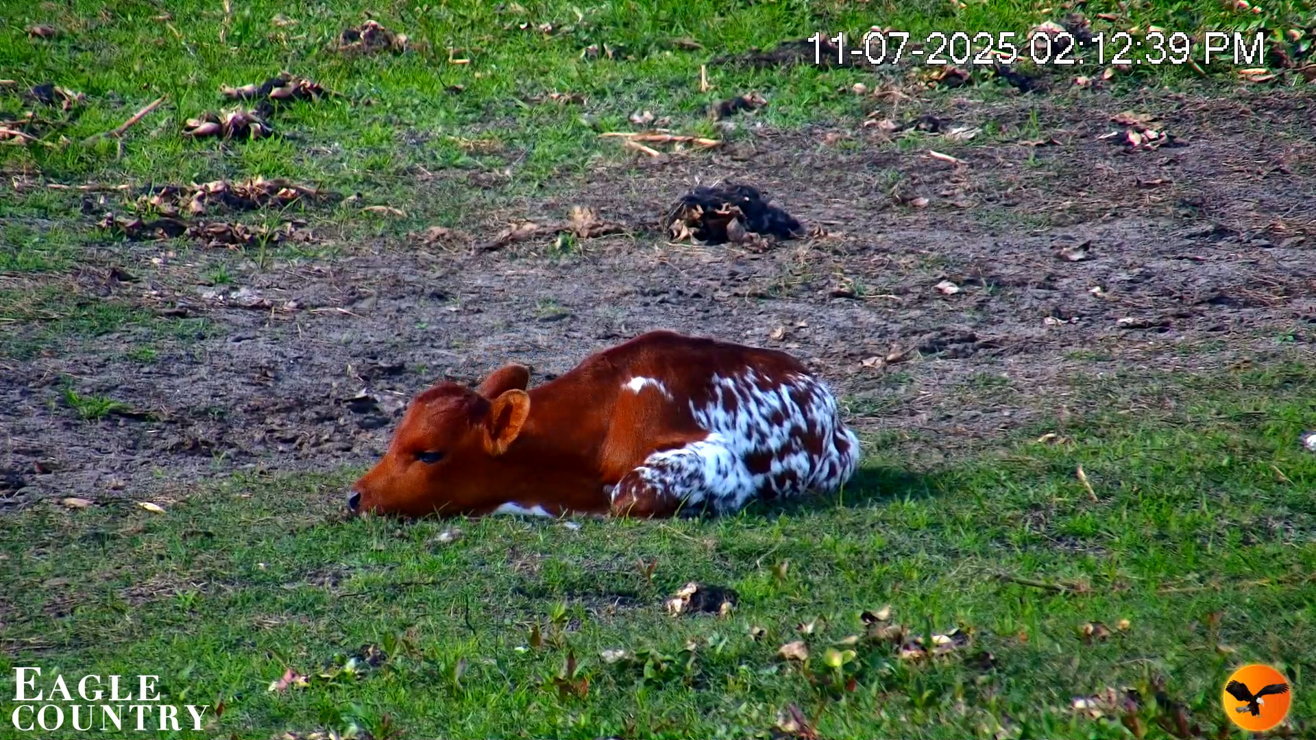Snapshot of Southwest Florida River Wildlife Live Cams taken Nov 7, 2025, 2:13pm EST