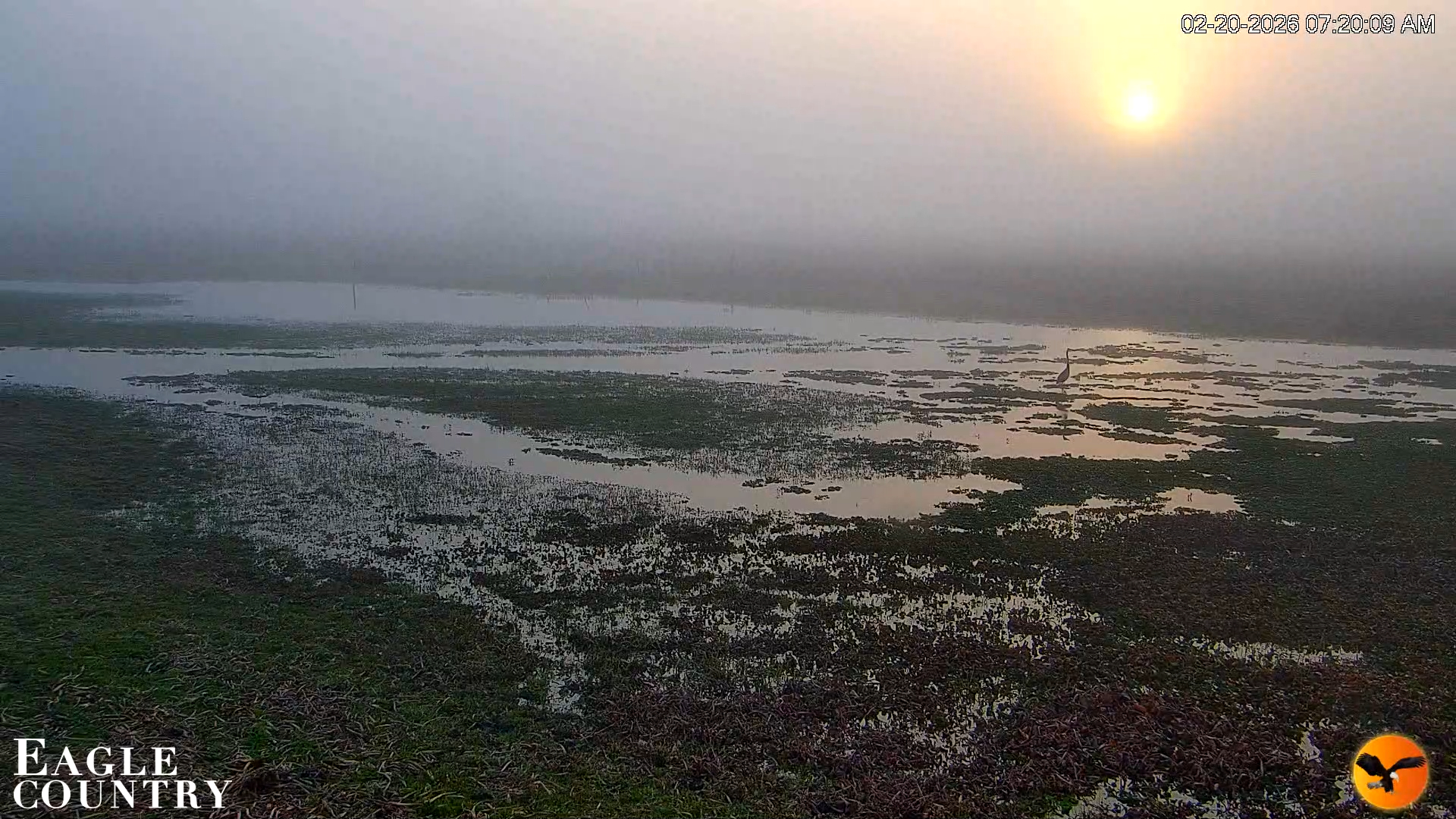 Snapshot of Southwest Florida River Wildlife Live Cams taken Feb 20, 2026, 7:23am EST