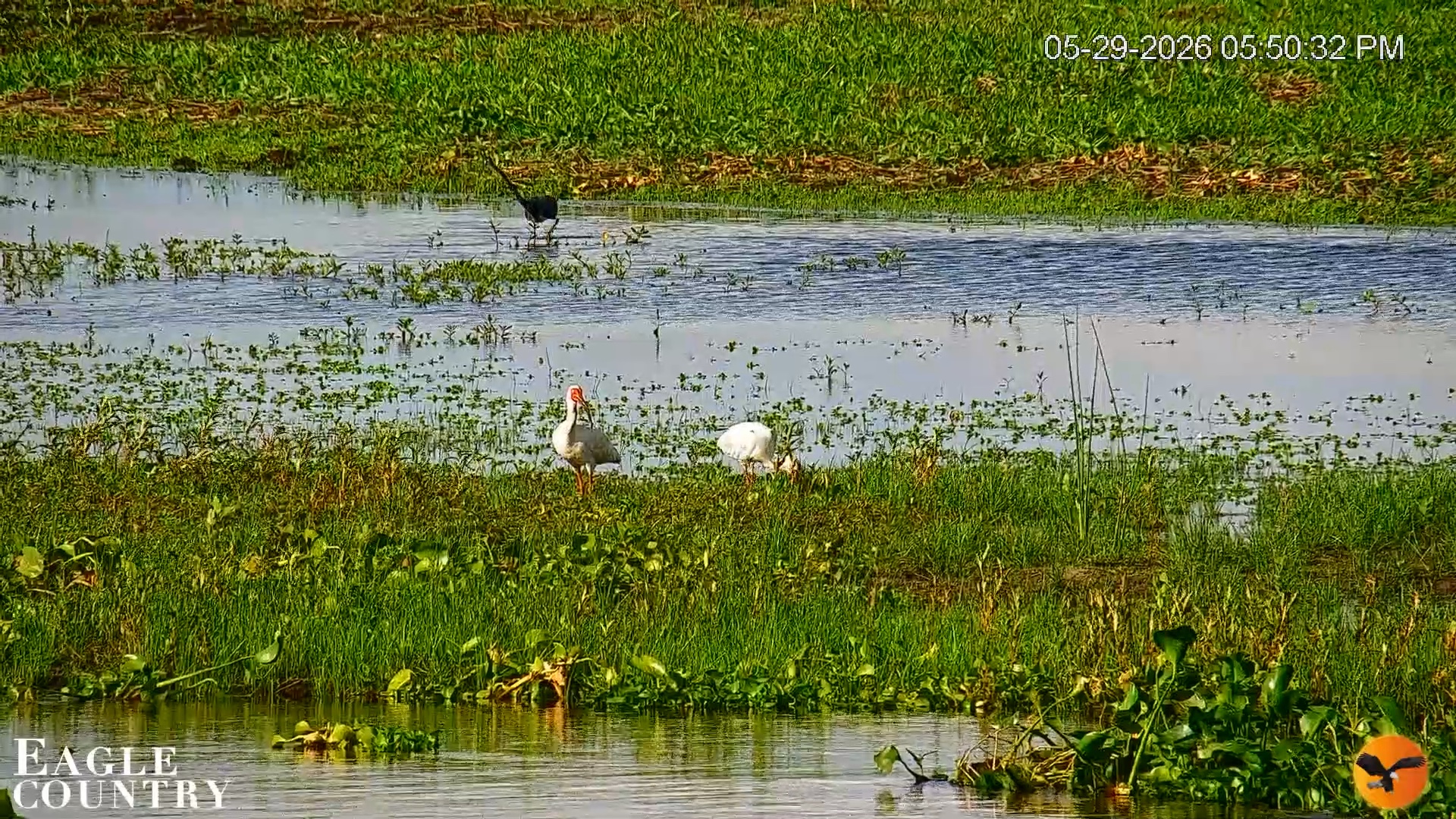 Snapshot of Southwest Florida River Wildlife Live Cams taken May 29, 2026, 5:53pm EDT