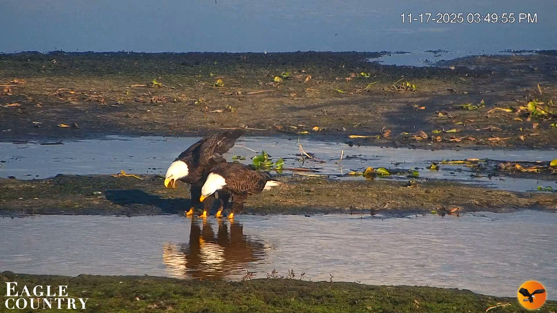 Snapshot of Southwest Florida River Wildlife Live Cams taken Nov 17, 2025, 3:51pm EST
